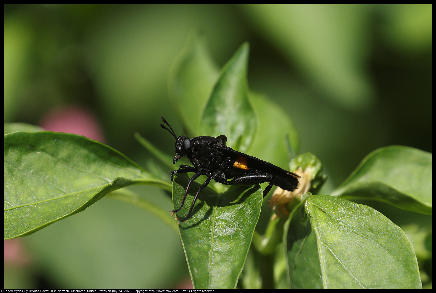 Clubbed Mydas Fly (Mydas clavatus) in Norman, Oklahoma, United States on July 24, 2023