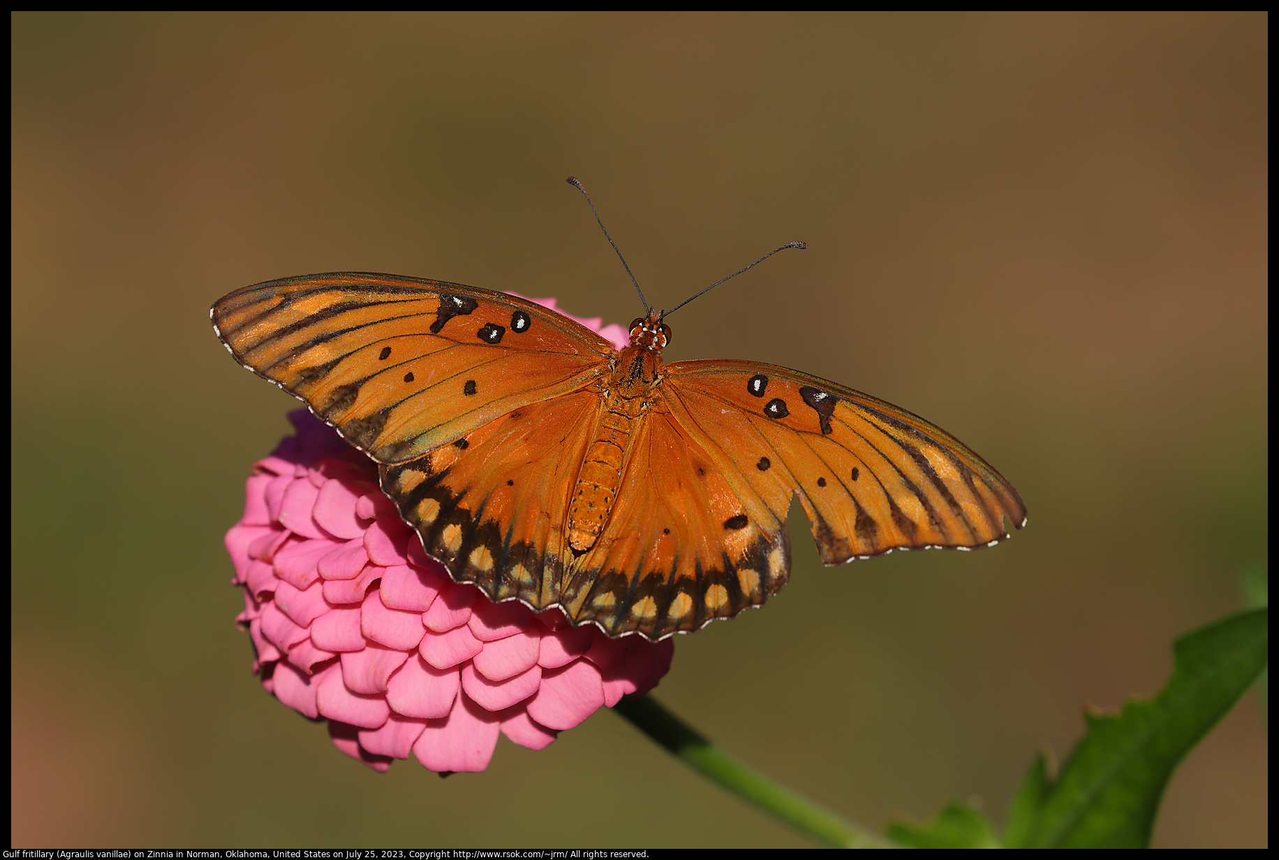 Gulf fritillary (Agraulis vanillae) on Zinnia in Norman, Oklahoma, United States on July 25, 2023