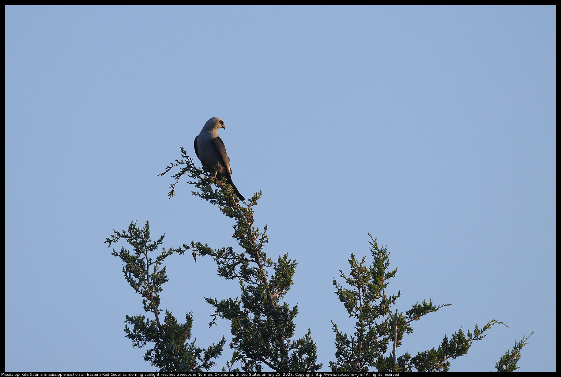 Mississippi Kite (Ictinia mississippiensis) on an Eastern Red Cedar as morning sunlight reaches treetops in Norman, Oklahoma, United States on July 25, 2023