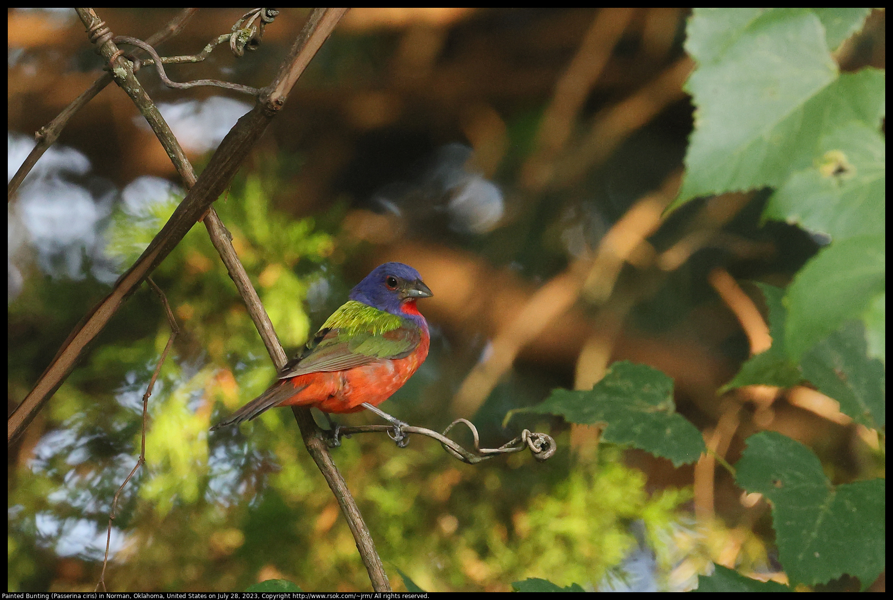 Painted Bunting (Passerina ciris) in Norman, Oklahoma, United States on July 28, 2023