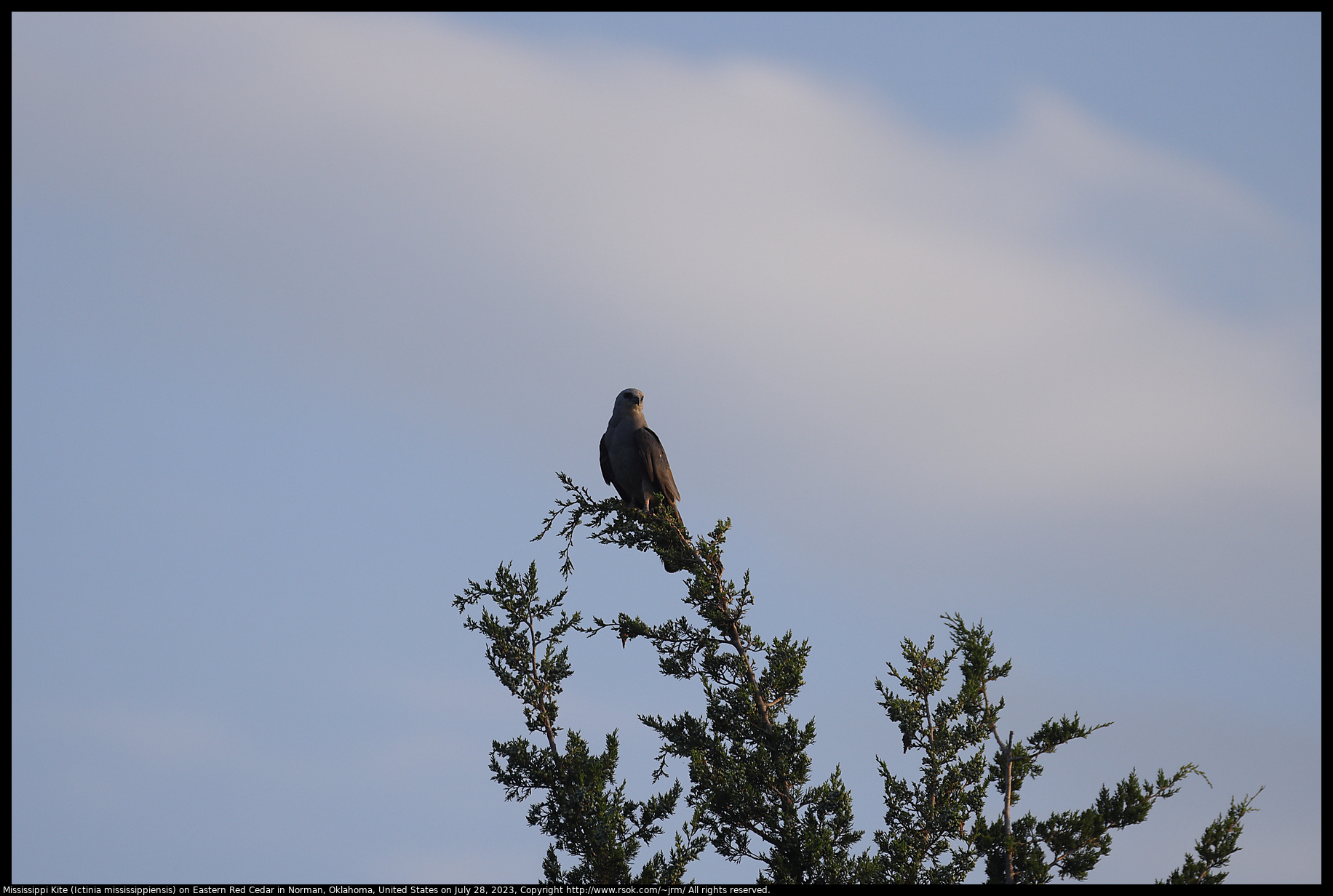 Mississippi Kite (Ictinia mississippiensis) on Eastern Red Cedar in Norman, Oklahoma, United States on July 28, 2023