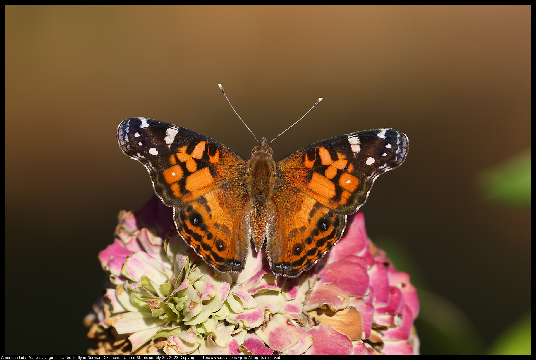 American lady (Vanessa virginiensis) butterfly in Norman, Oklahoma, United States on July 30, 2023