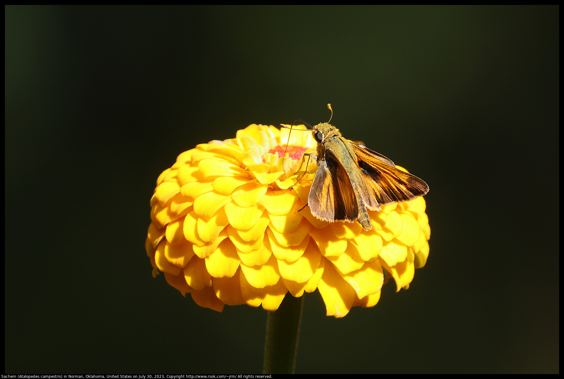 Sachem (Atalopedes campestris) in Norman, Oklahoma, United States on July 30, 2023