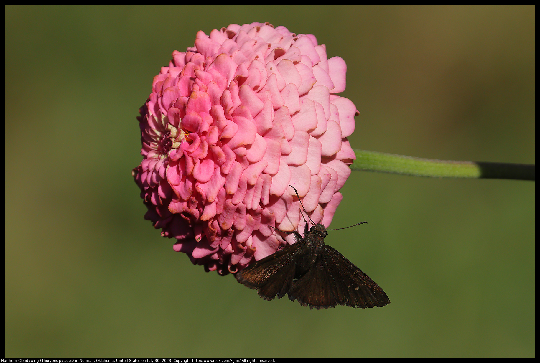 Northern Cloudywing (Thorybes pylades) in Norman, Oklahoma, United States on July 30, 2023