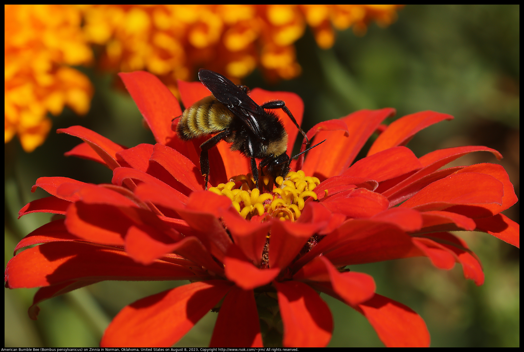 American Bumble Bee (Bombus pensylvanicus) on Zinnia in Norman, Oklahoma, United States on August 8, 2023