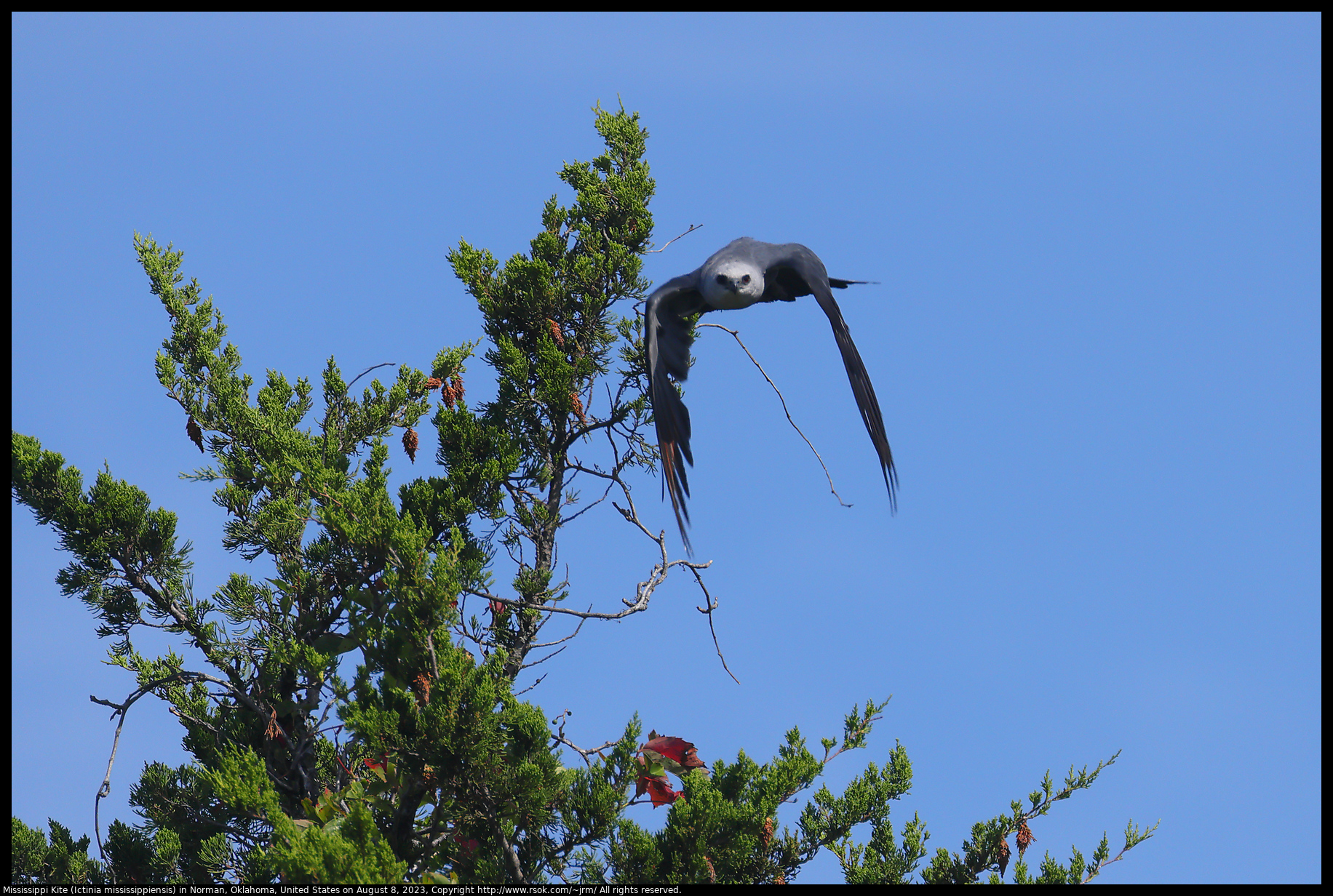 Mississippi Kite (Ictinia mississippiensis) in Norman, Oklahoma, United States on August 8, 2023