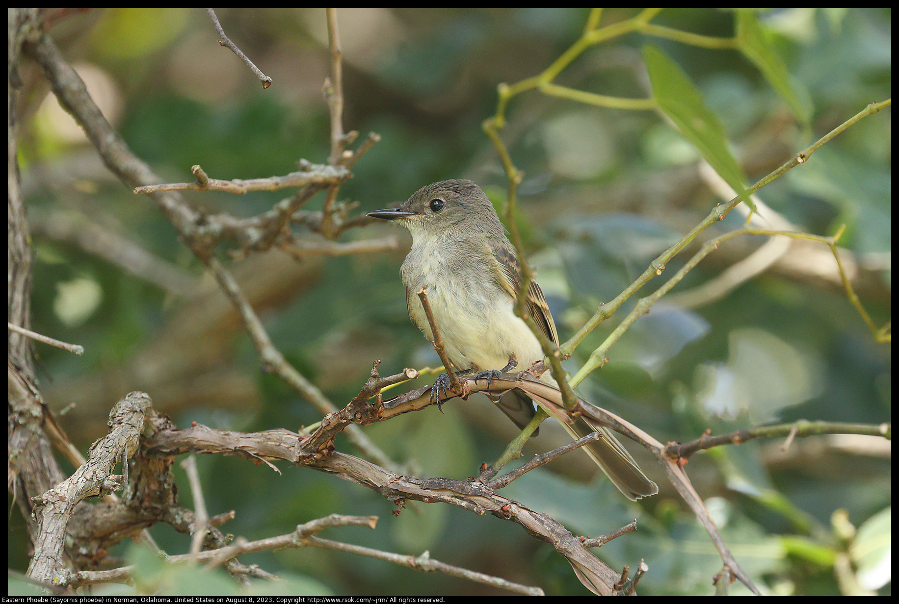 Eastern Phoebe (Sayornis phoebe) in Norman, Oklahoma, United States on August 8, 2023