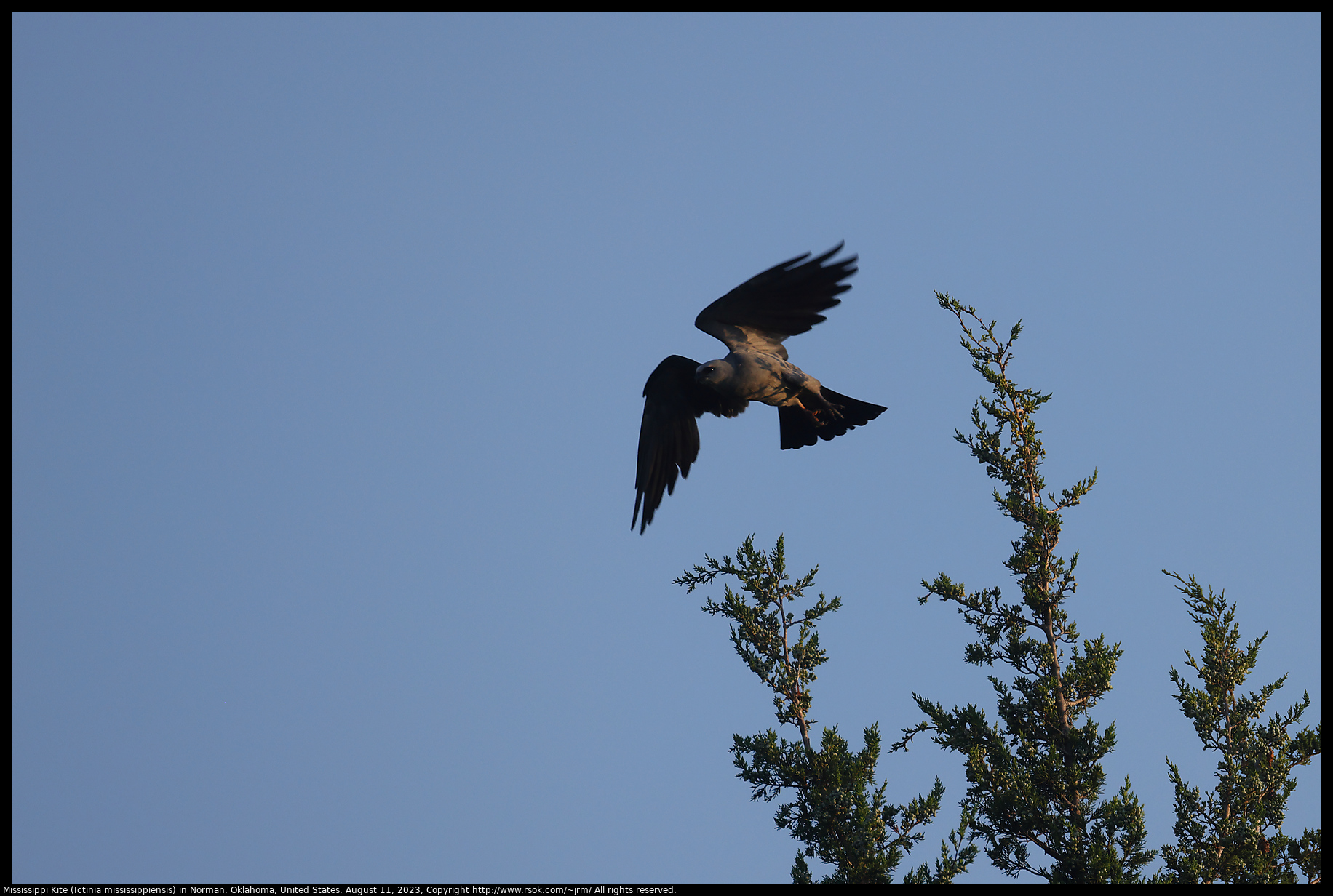 Mississippi Kite (Ictinia mississippiensis) in Norman, Oklahoma, United States on August 11, 2023