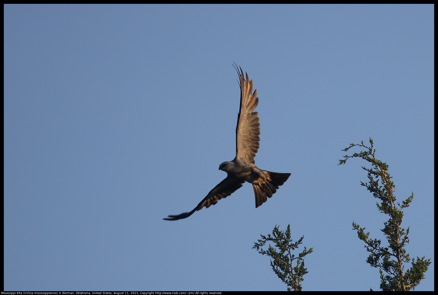 Mississippi Kite (Ictinia mississippiensis) in Norman, Oklahoma, United States on August 11, 2023