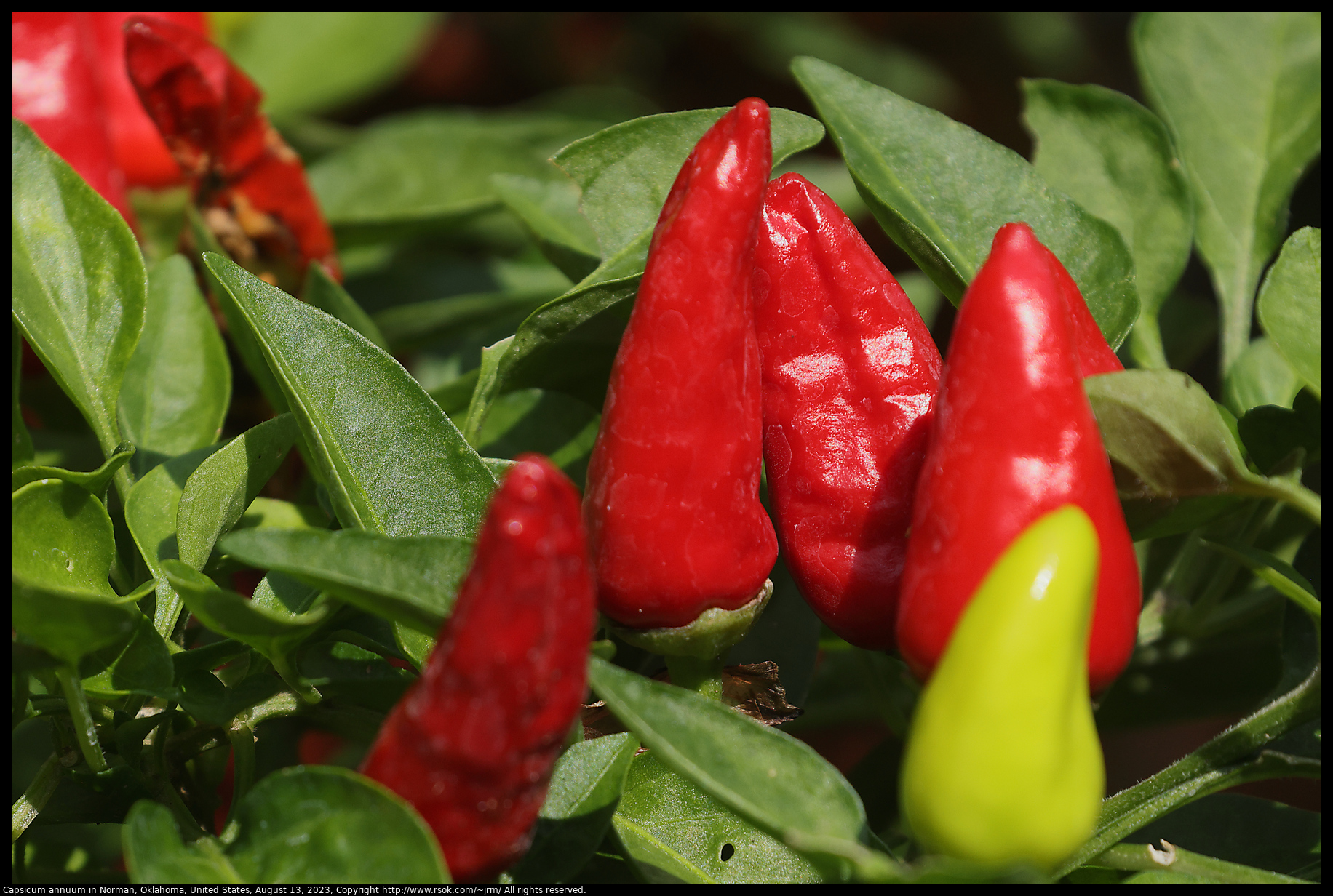 Capsicum annuum in Norman, Oklahoma, United States on August 13, 2023