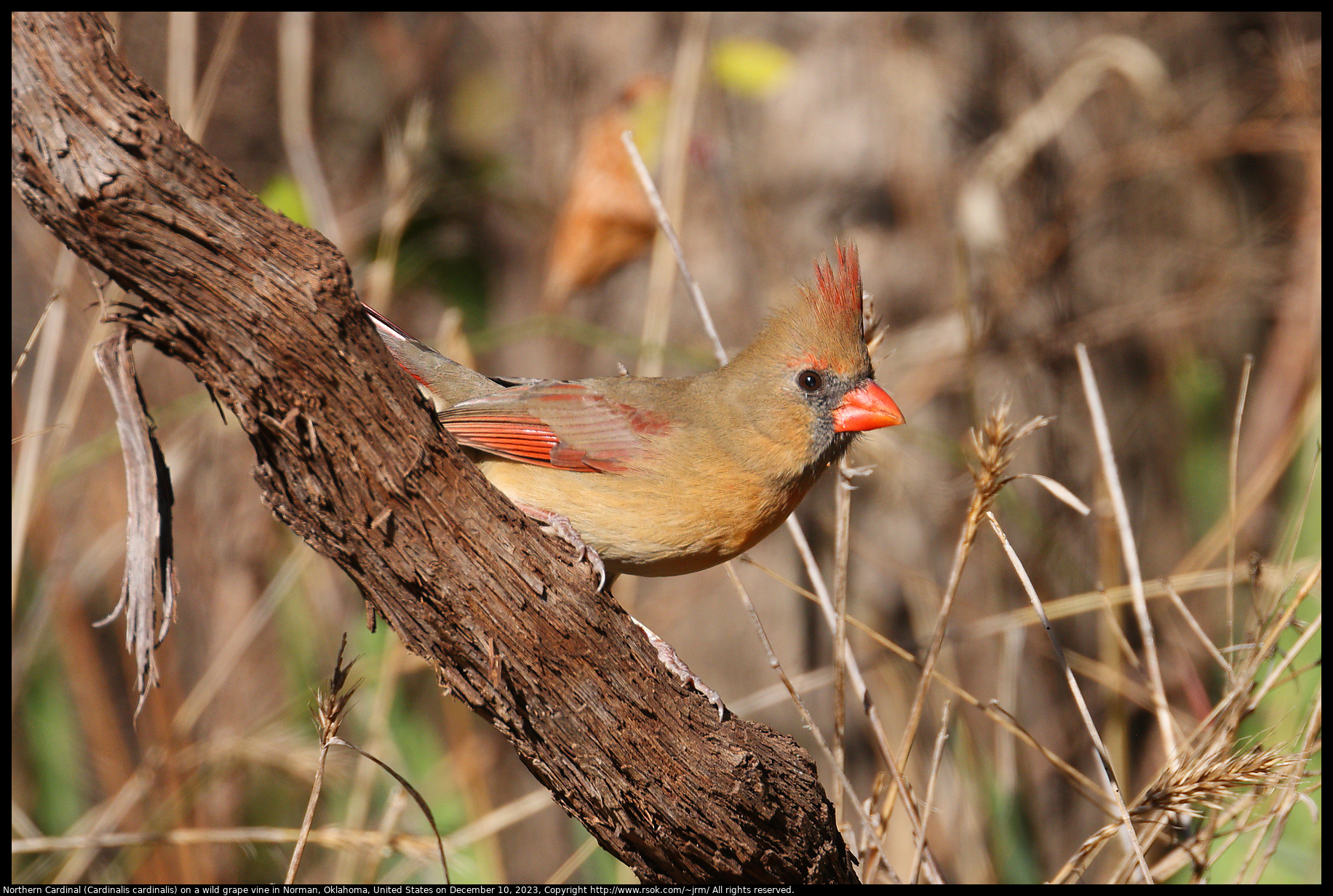 Northern Cardinal (Cardinalis cardinalis) on a wild grape vine in Norman, Oklahoma, United States on December 10, 2023