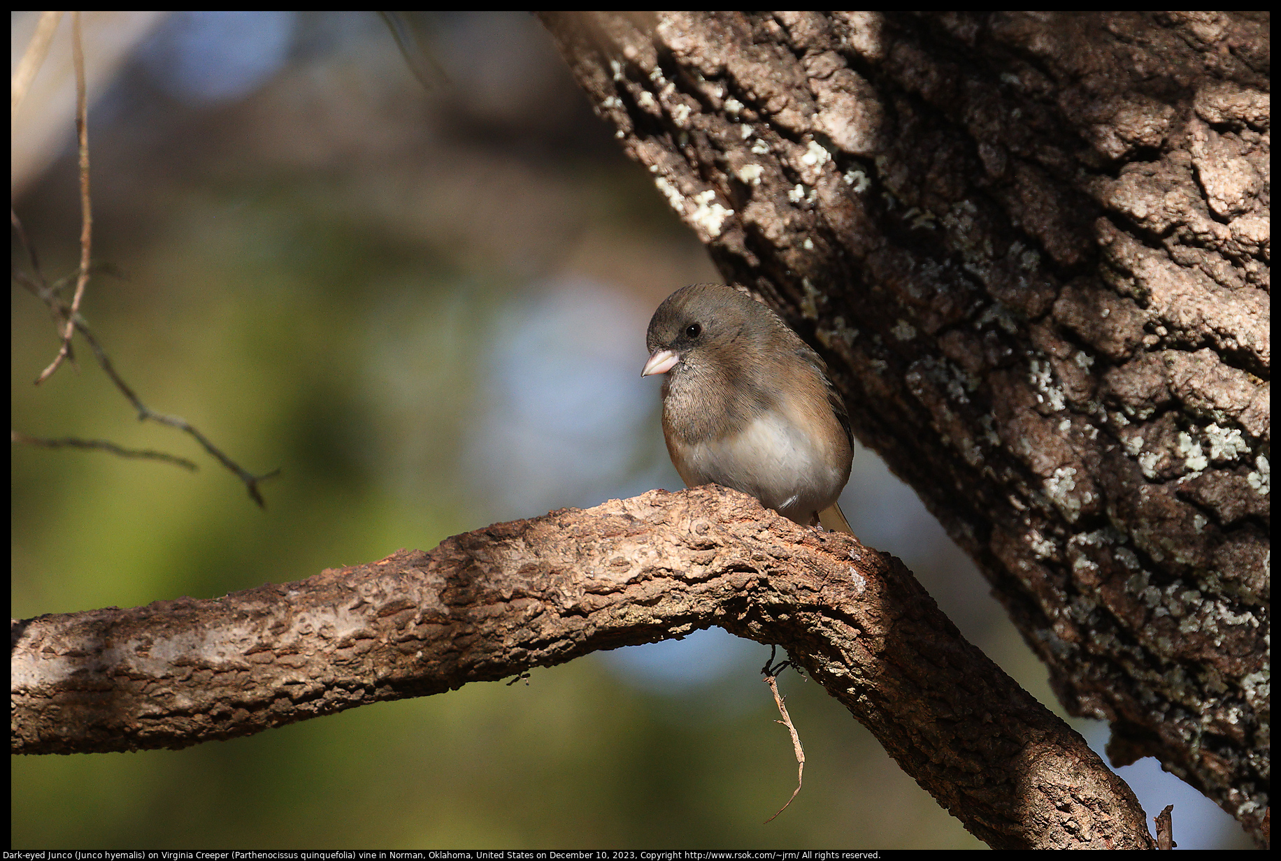 Dark-eyed Junco (Junco hyemalis) on Virginia Creeper (Parthenocissus quinquefolia) vine in Norman, Oklahoma, United States on December 10, 2023