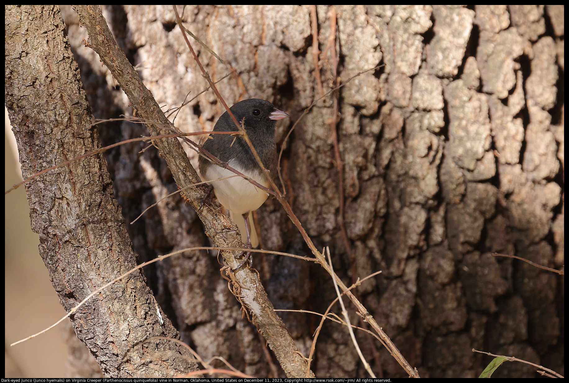 Dark-eyed Junco (Junco hyemalis) on Virginia Creeper (Parthenocissus quinquefolia) vine in Norman, Oklahoma, United States on December 11, 2023