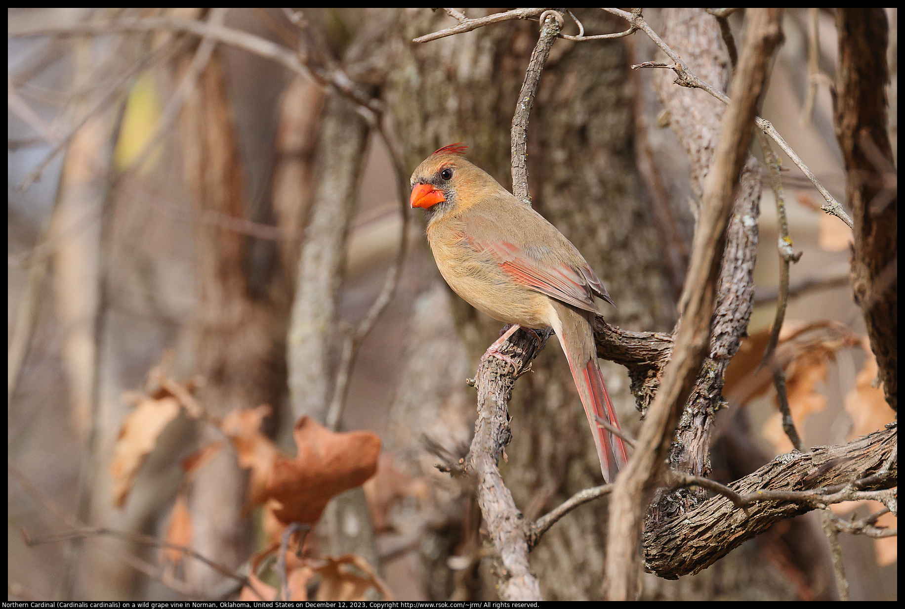 Northern Cardinal (Cardinalis cardinalis) on a wild grape vine in Norman, Oklahoma, United States on December 12, 2023