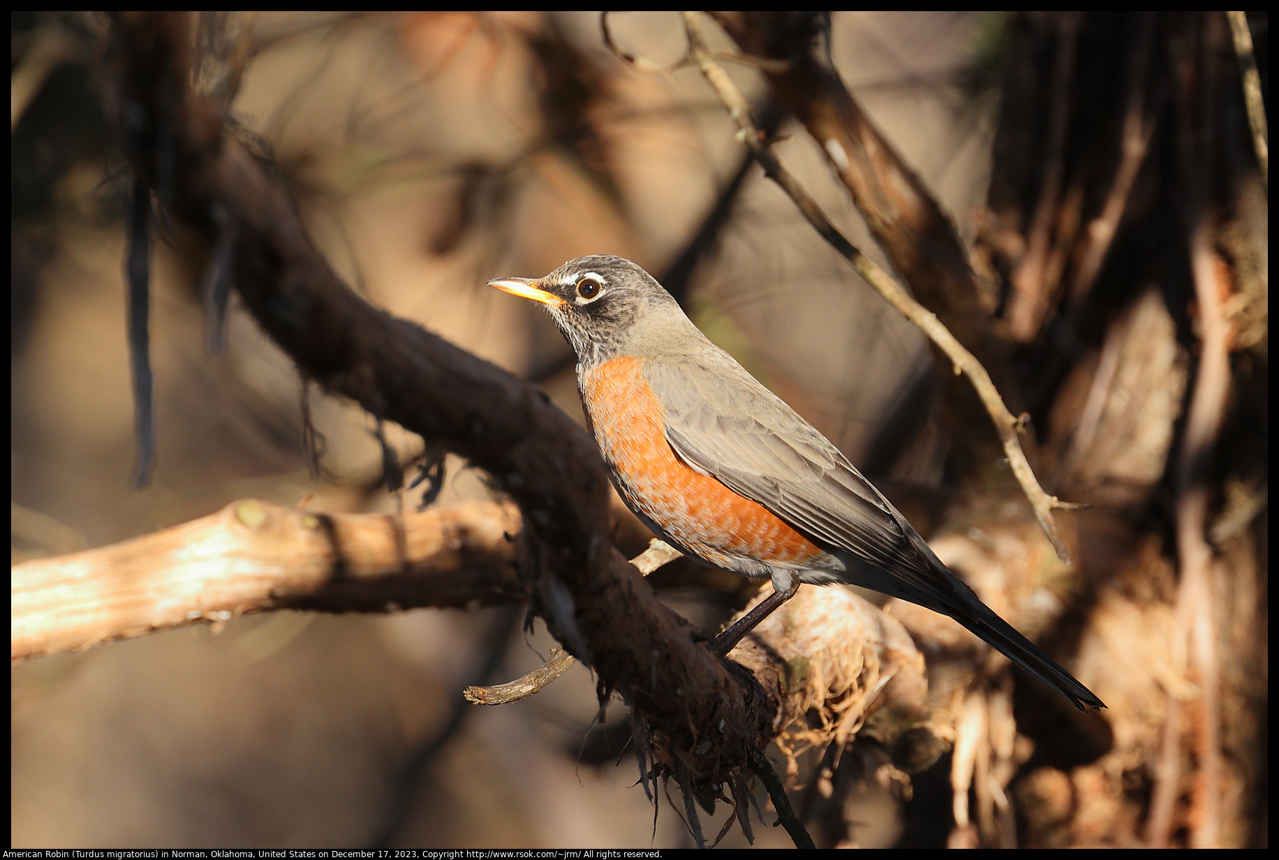 American Robin (Turdus migratorius) in Norman, Oklahoma, United States on December 17, 2023