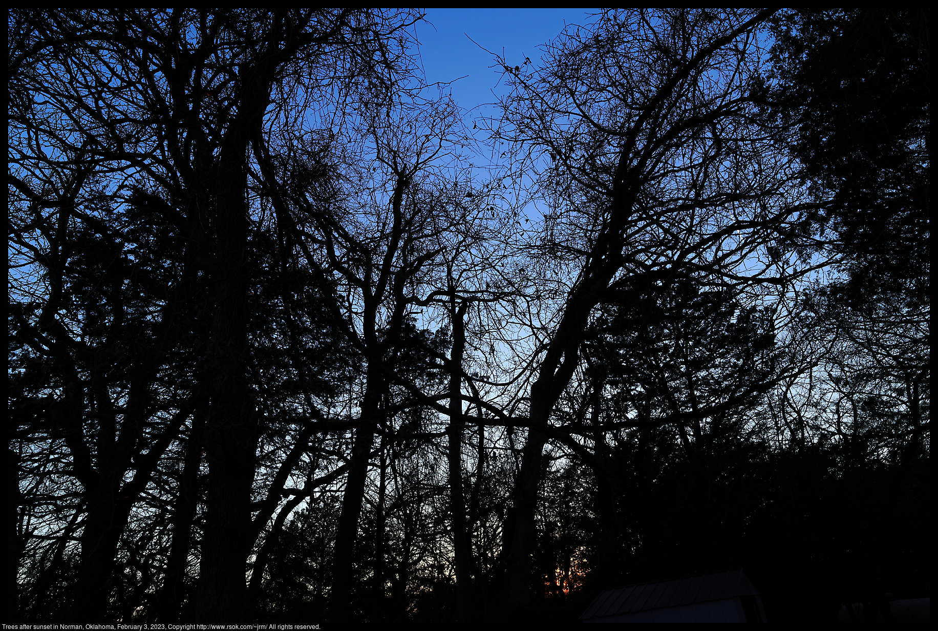 Trees after sunset in Norman, Oklahoma, February 3, 2023