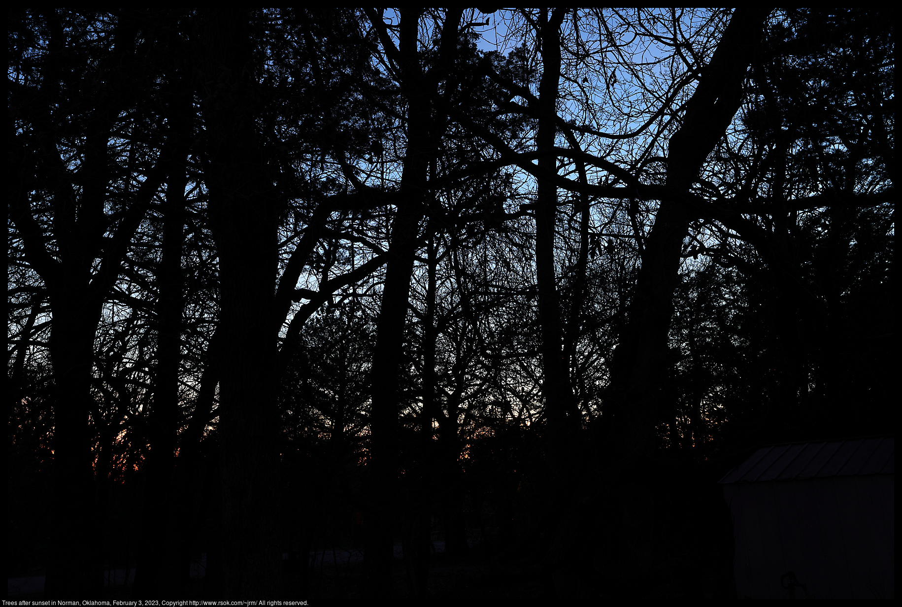 Trees after sunset in Norman, Oklahoma, February 3, 2023