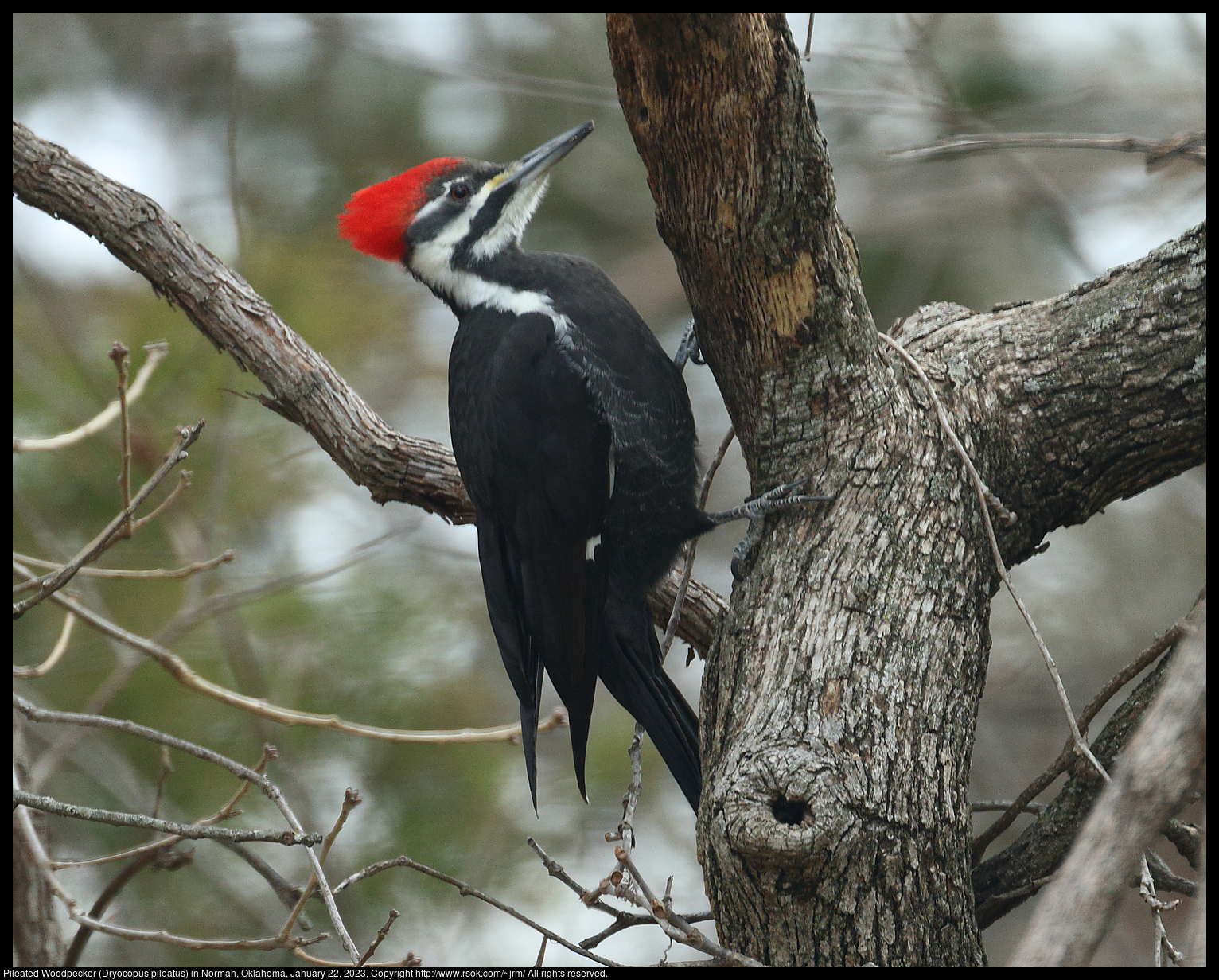 Pileated Woodpecker (Dryocopus pileatus) in Norman, Oklahoma, January 22, 2023