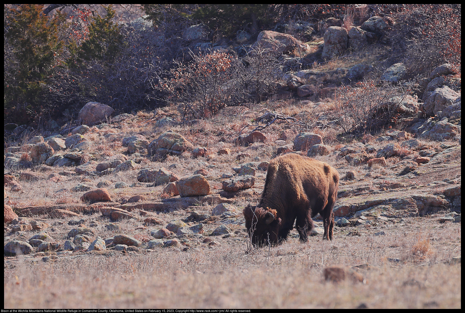 Bison at the Wichita Mountains National Wildlife Refuge in Comanche County, Oklahoma, United States on February 15, 2023