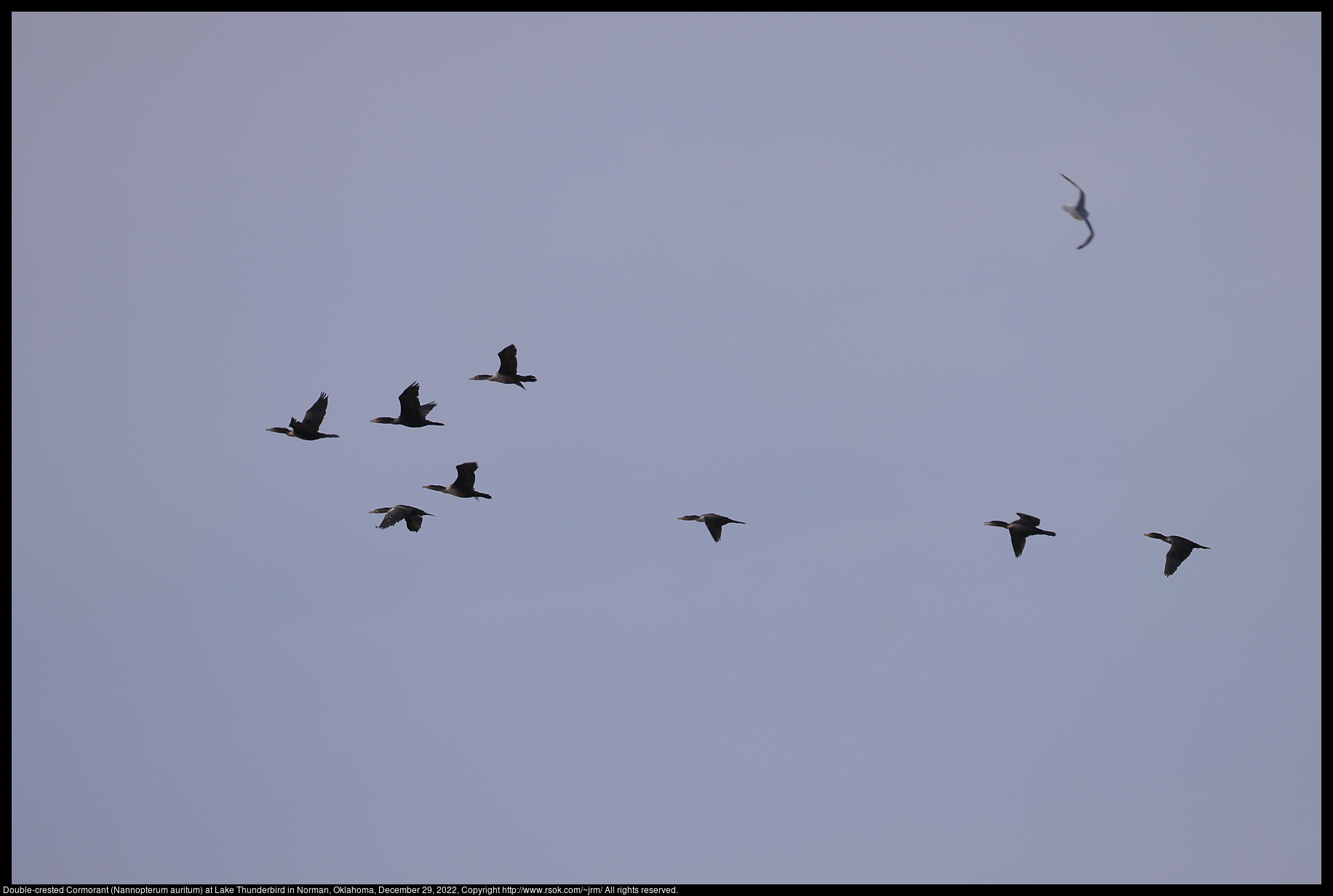 Double-crested Cormorant (Nannopterum auritum) at Lake Thunderbird in Norman, Oklahoma, December 29, 2022