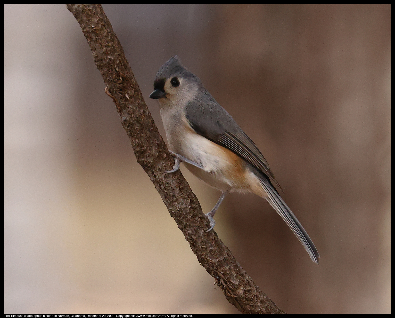 Tufted Titmouse (Baeolophus bicolor) in Norman, Oklahoma, December 29, 2022