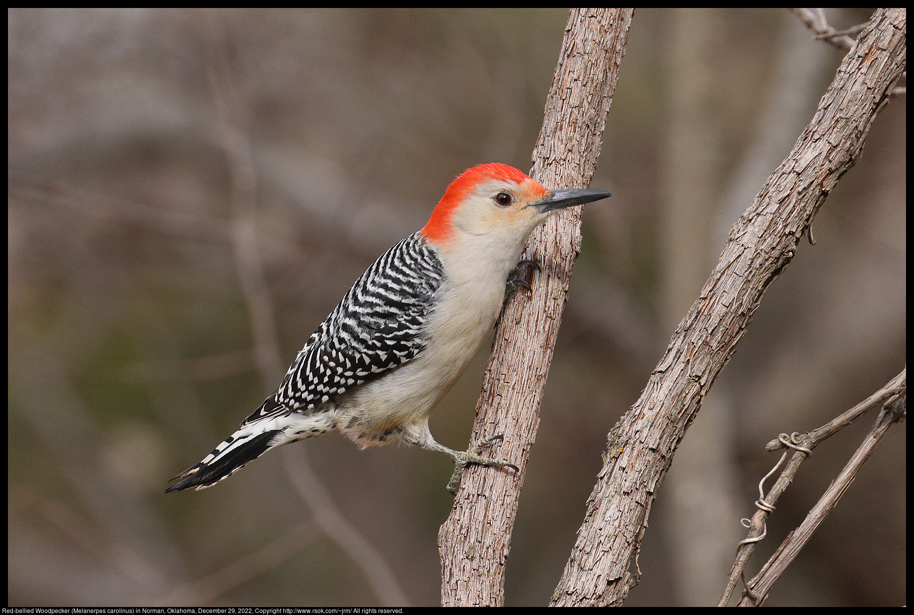 Red-bellied Woodpecker (Melanerpes carolinus) in Norman, Oklahoma, December 29, 2022