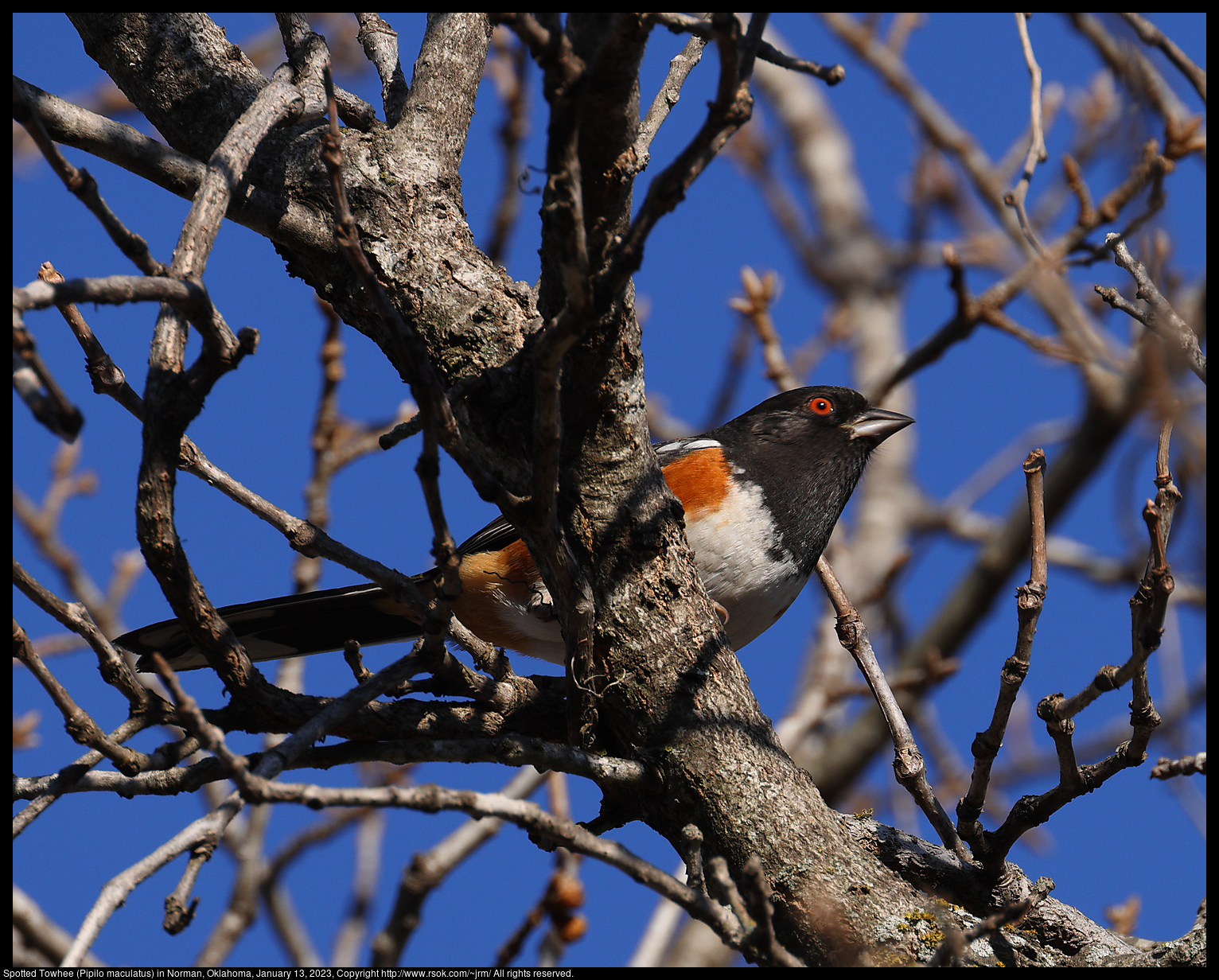 Spotted Towhee (Pipilo maculatus) in Norman, Oklahoma, January 13, 2023