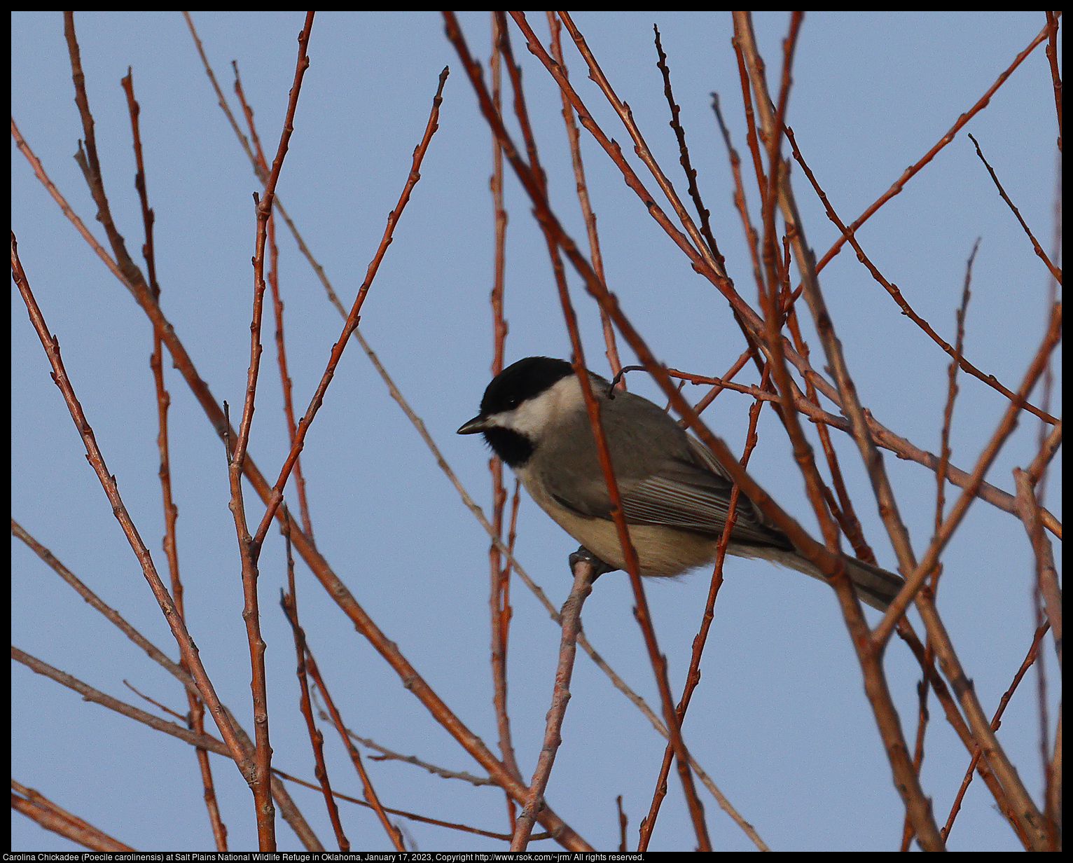 Carolina Chickadee (Poecile carolinensis) at Salt Plains National Wildlife Refuge in Oklahoma, January 17, 2023