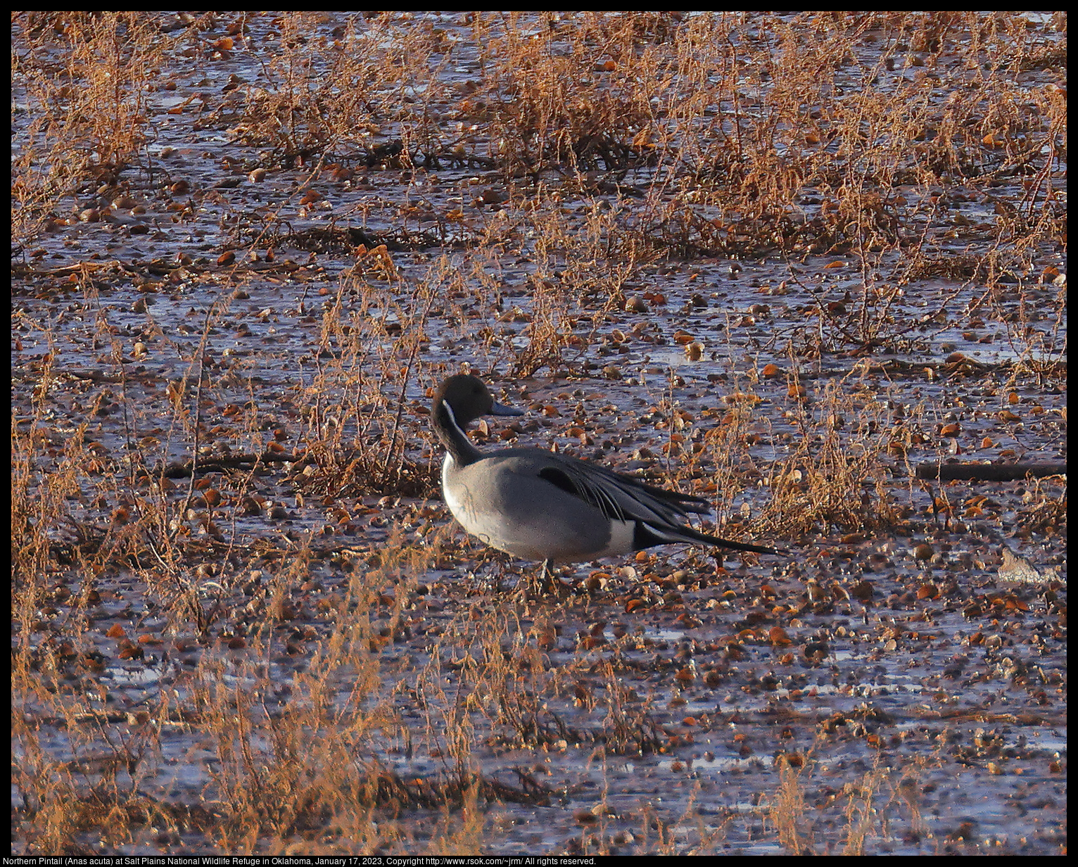 Northern Pintail (Anas acuta) at Salt Plains National Wildlife Refuge in Oklahoma, January 17, 2023