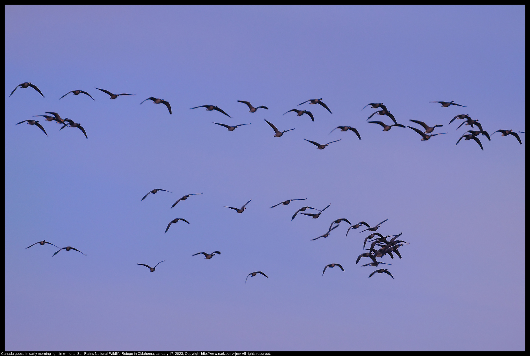 Canada geese in early morning light in winter at Salt Plains National Wildlife Refuge in Oklahoma, January 17, 2023