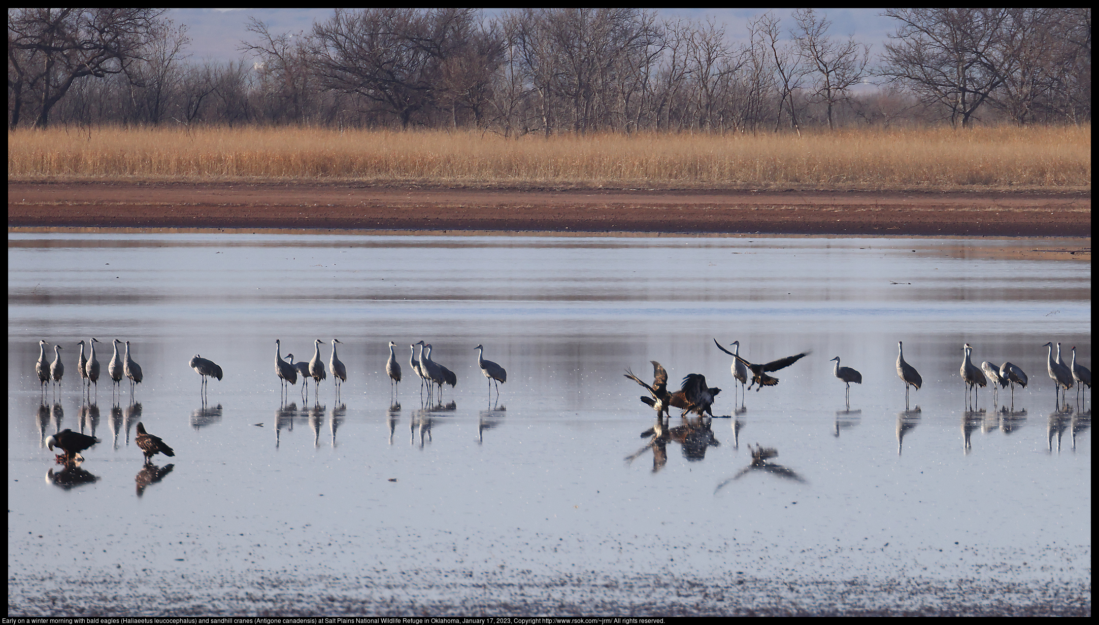 Early on a winter morning with bald eagles (Haliaeetus leucocephalus) and sandhill cranes (Antigone canadensis) at Salt Plains National Wildlife Refuge in Oklahoma, January 17, 2023