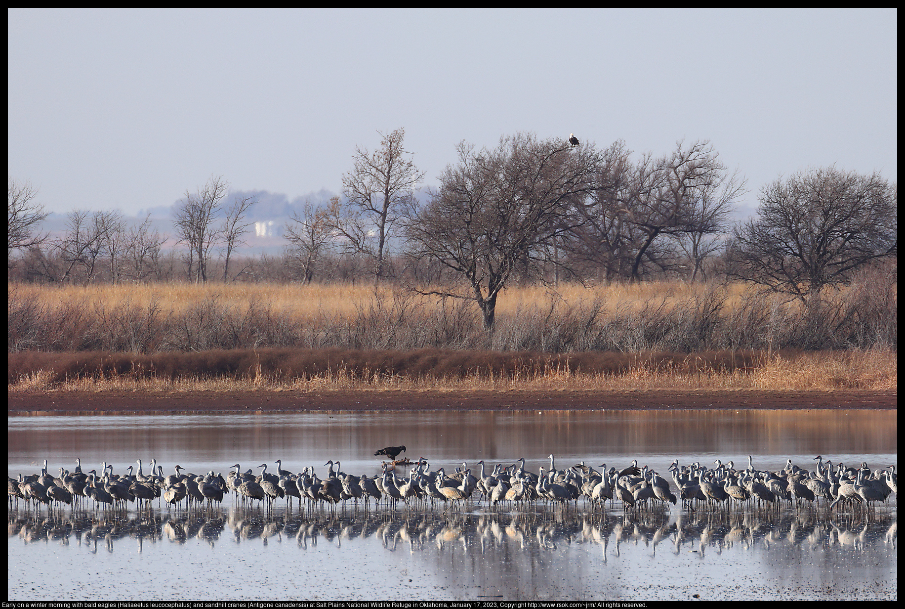 Early on a winter morning with bald eagles (Haliaeetus leucocephalus) and sandhill cranes (Antigone canadensis) at Salt Plains National Wildlife Refuge in Oklahoma, January 17, 2023