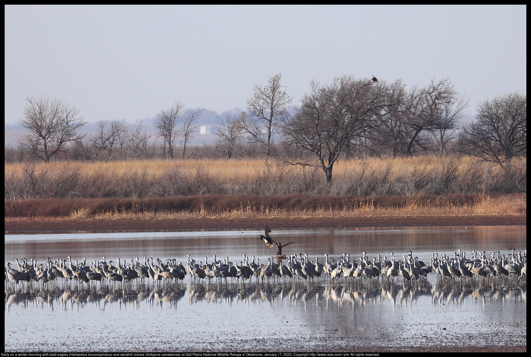 Early on a winter morning with bald eagles (Haliaeetus leucocephalus) and sandhill cranes (Antigone canadensis) at Salt Plains National Wildlife Refuge in Oklahoma, January 17, 2023