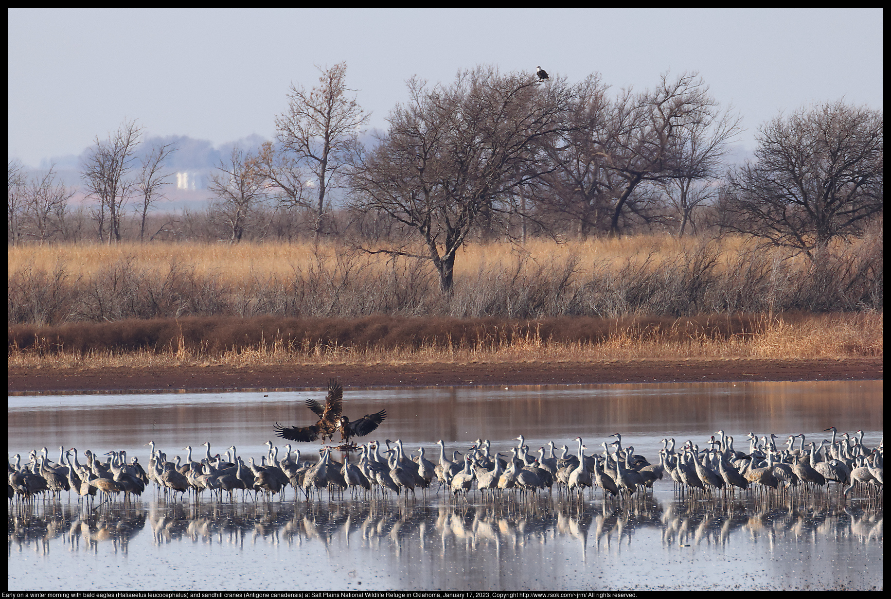 Early on a winter morning with bald eagles (Haliaeetus leucocephalus) and sandhill cranes (Antigone canadensis) at Salt Plains National Wildlife Refuge in Oklahoma, January 17, 2023