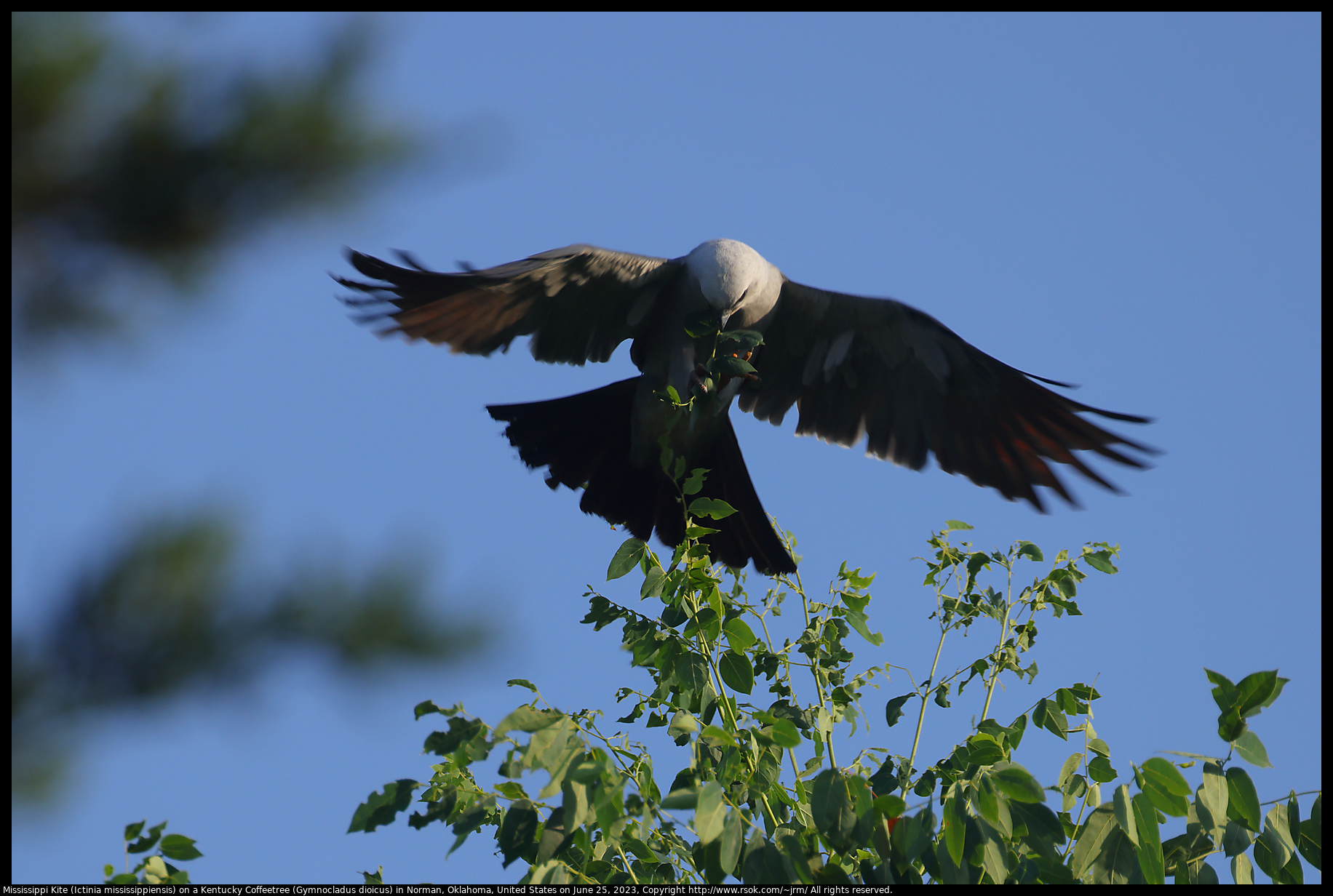 Mississippi Kite (Ictinia mississippiensis) on a Kentucky Coffeetree (Gymnocladus dioicus) in Norman, Oklahoma, United States on June 25, 2023