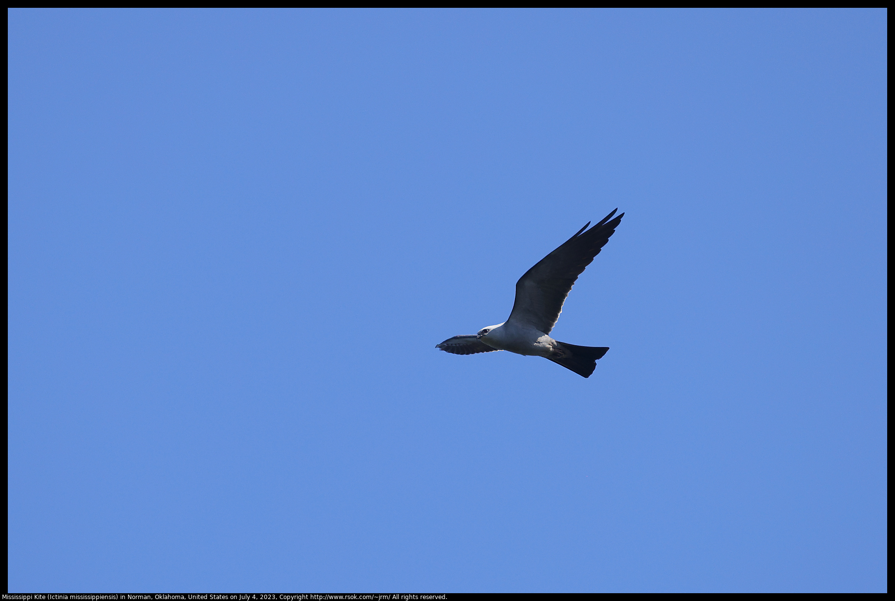 Mississippi Kite (Ictinia mississippiensis) in Norman, Oklahoma, United States on July 4, 2023