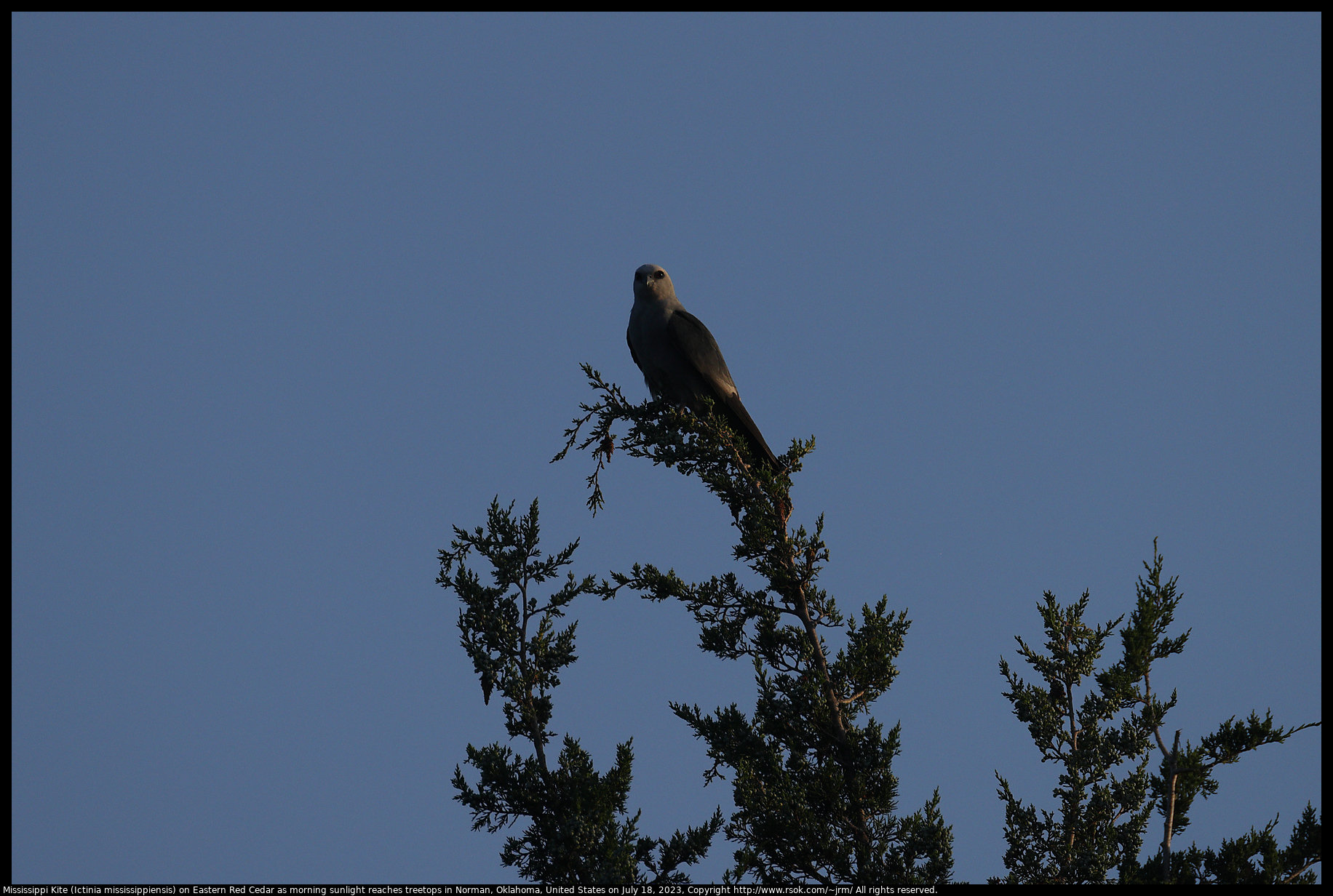 Mississippi Kite (Ictinia mississippiensis) on Eastern Red Cedar as morning sunlight reaches treetops in Norman, Oklahoma, United States on July 18, 2023