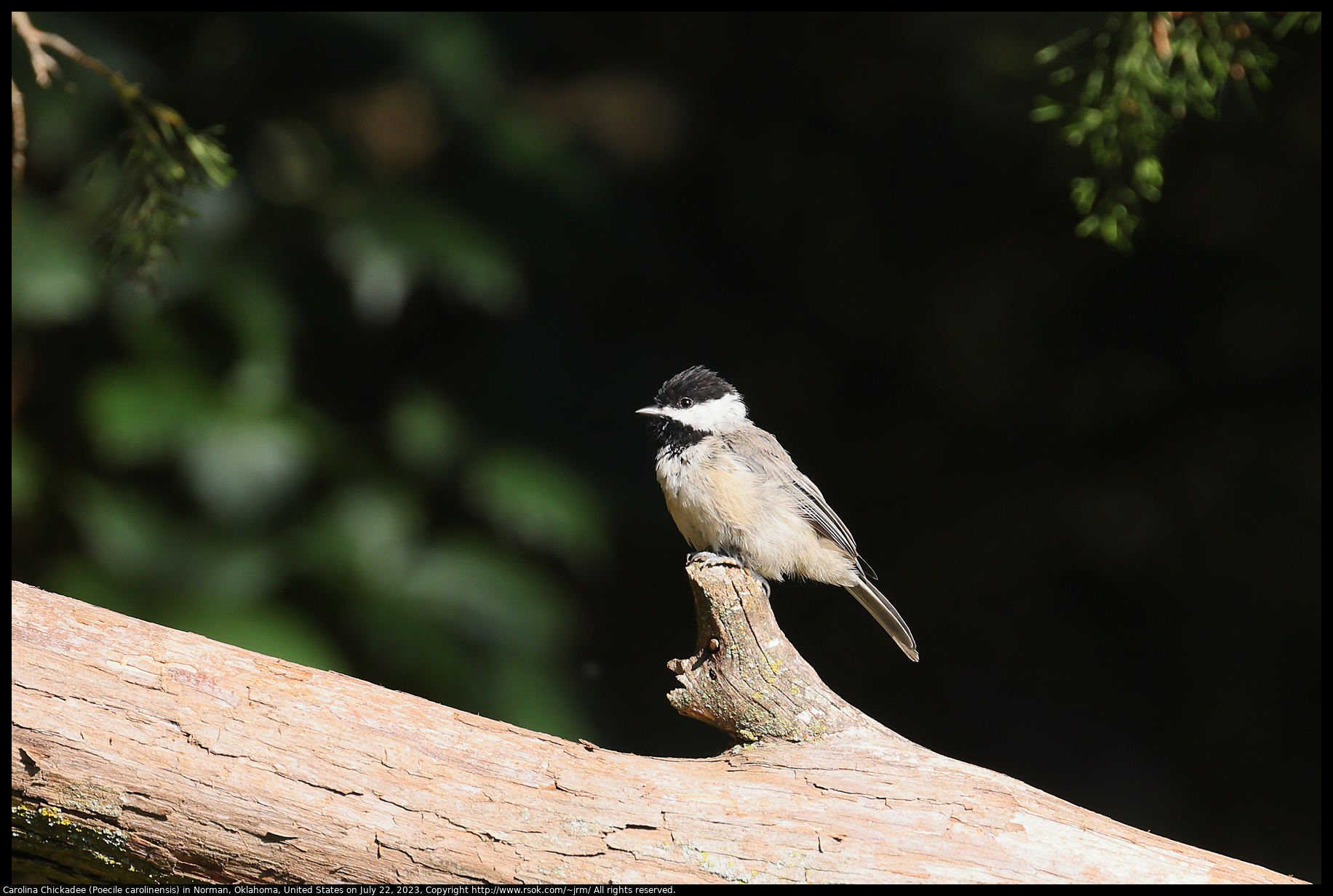 Carolina Chickadee (Poecile carolinensis) in Norman, Oklahoma, July 22, 2023