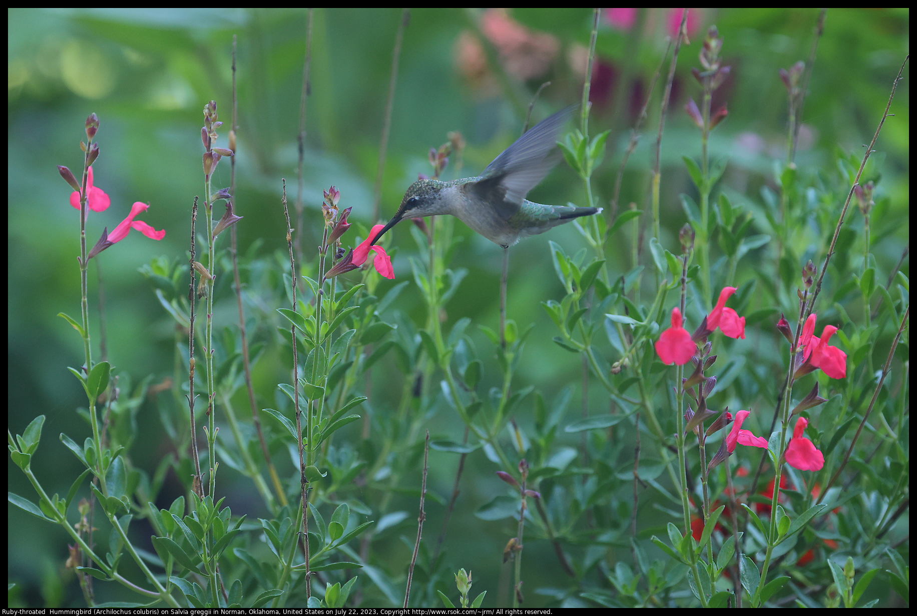 Ruby-throated  Hummingbird (Archilochus colubris) on Salvia greggii in Norman, Oklahoma, United States, July 22, 2023