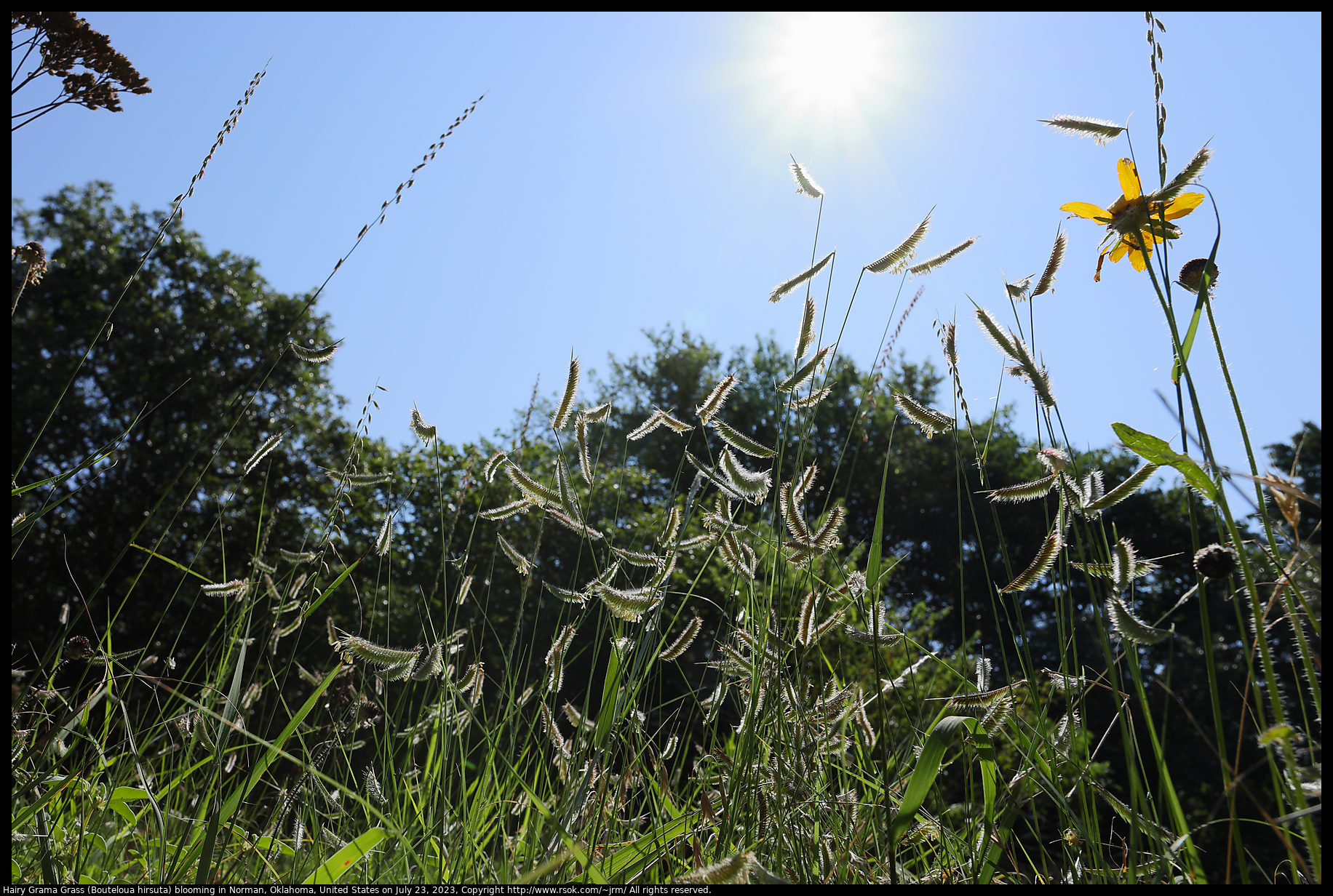 Hairy Grama Grass (Bouteloua hirsuta) blooming in Norman, Oklahoma, United States on July 23, 2023