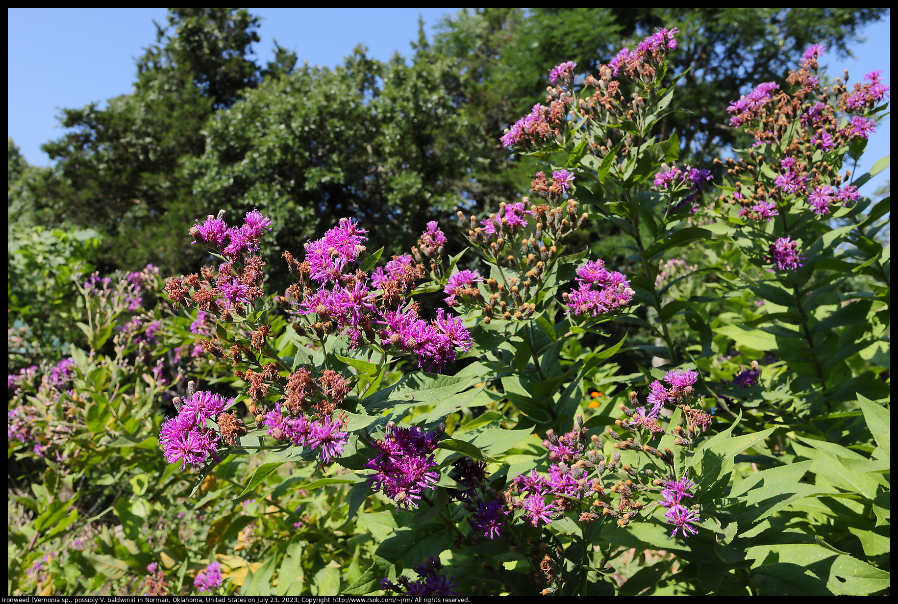 Ironweed (Vernonia sp., possibly V. baldwinii) in Norman, Oklahoma, United States on July 23, 2023