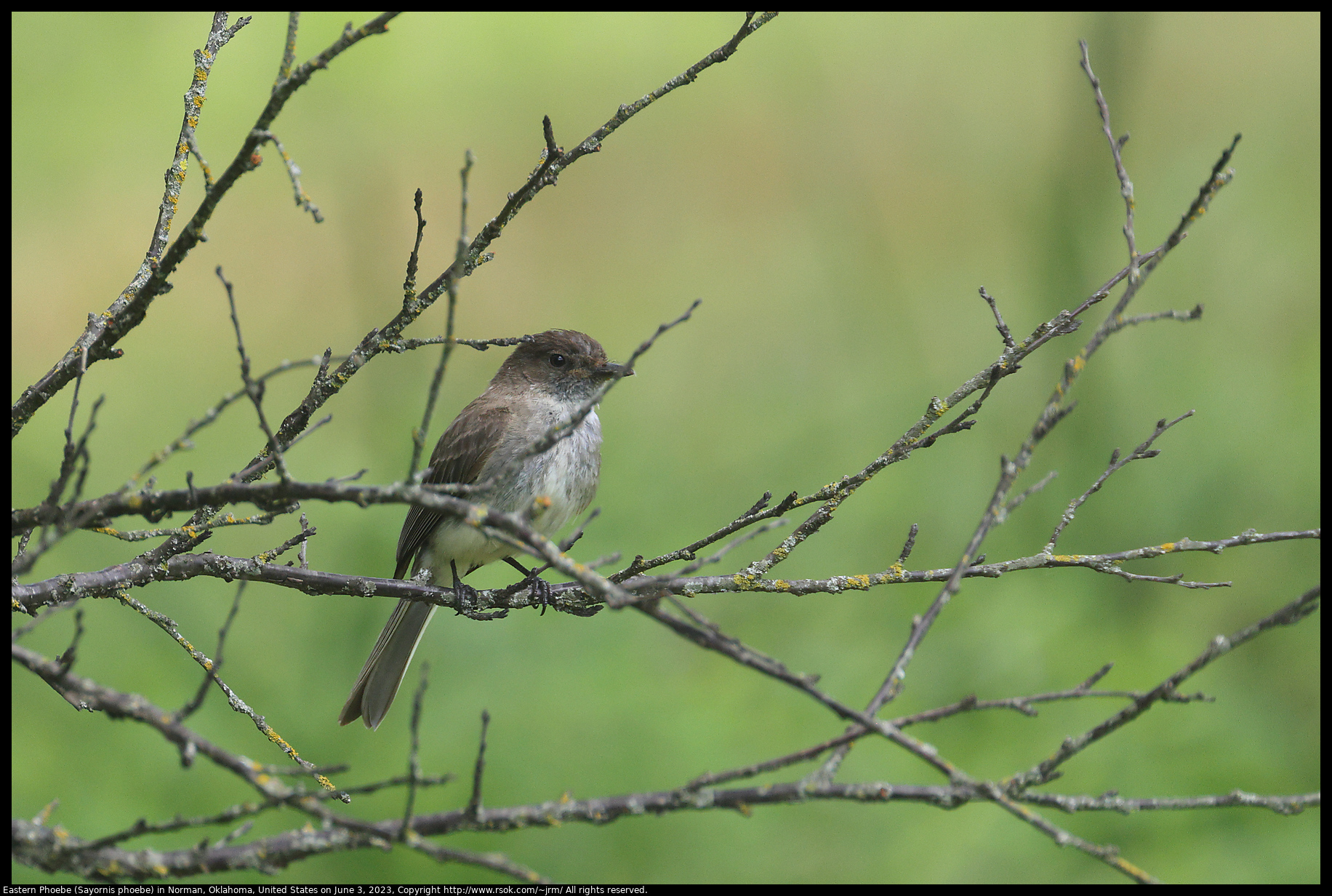 Eastern Phoebe (Sayornis phoebe) in Norman, Oklahoma, United States on June 3, 2023