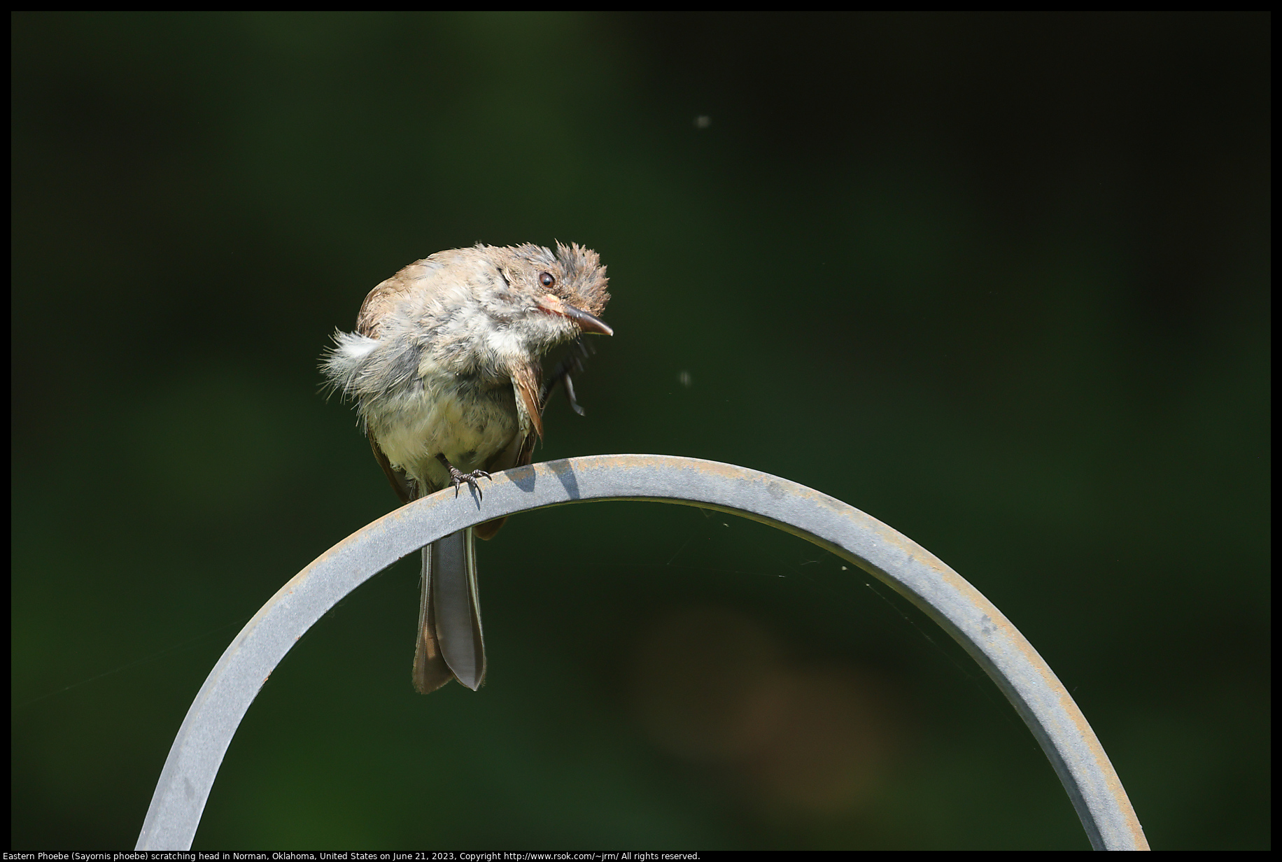 Eastern Phoebe (Sayornis phoebe) in Norman, Oklahoma, United States on June 21, 2023