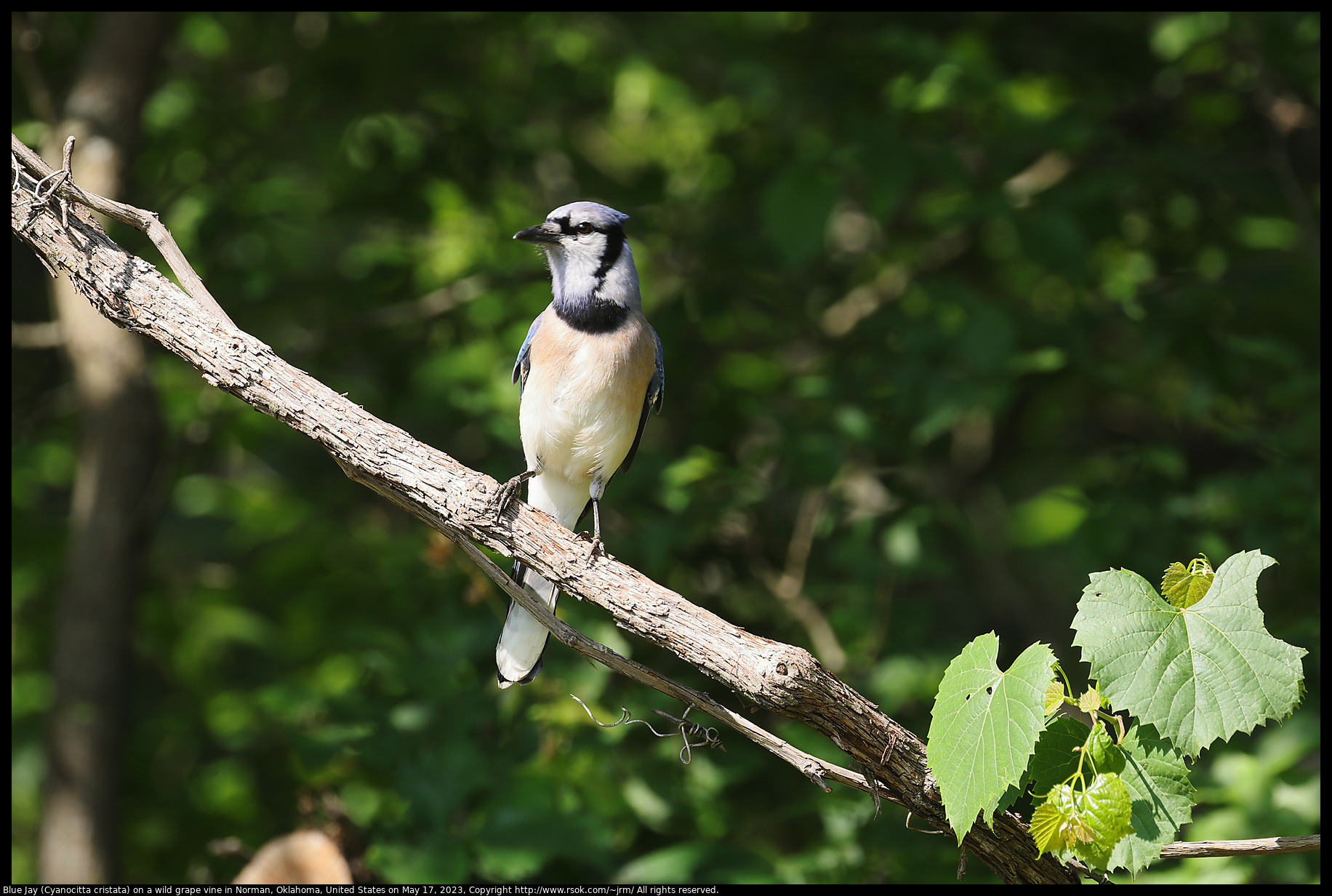 Blue Jay (Cyanocitta cristata) on a wild grape vine in Norman, Oklahoma, United States on May 17, 2023