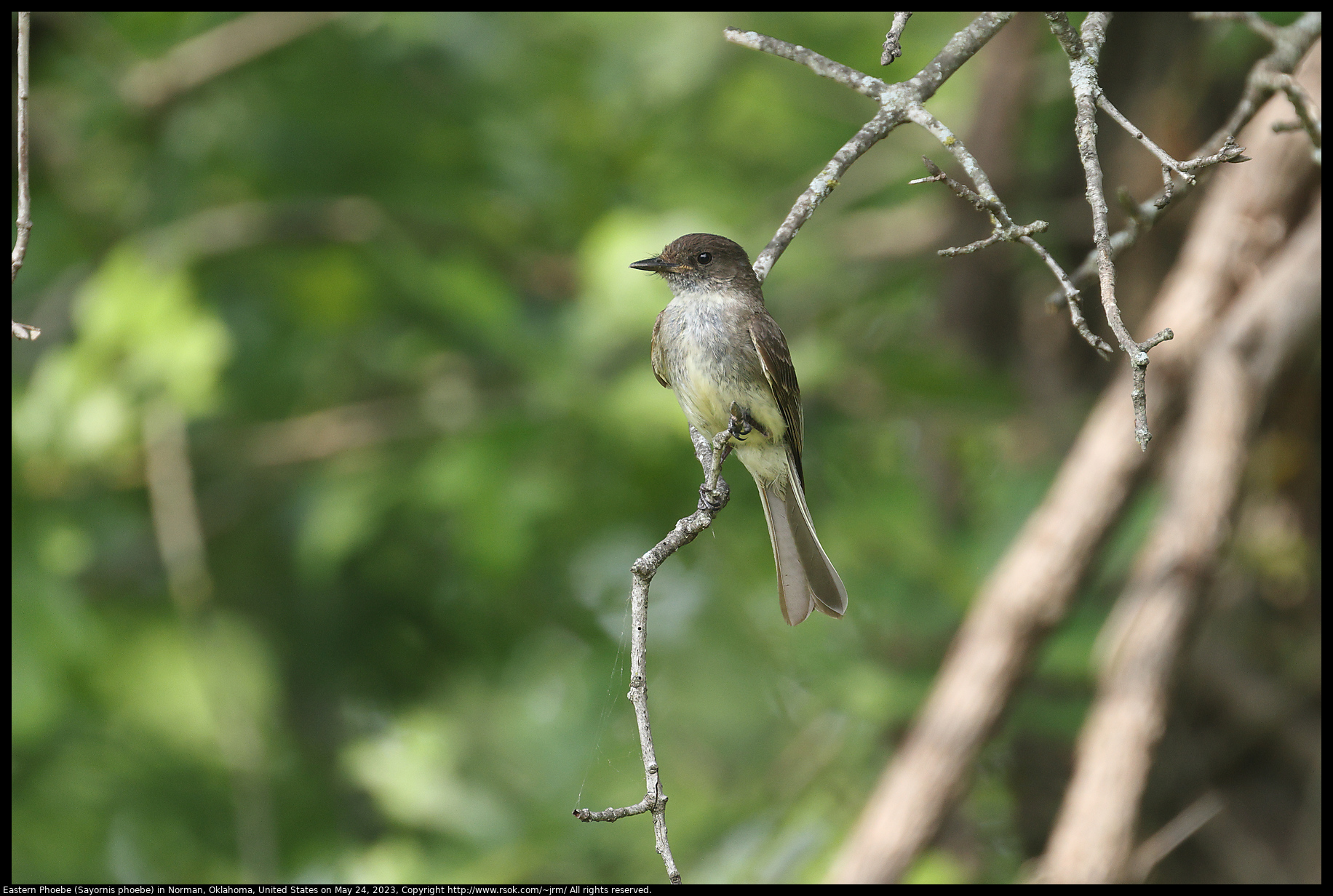 Eastern Phoebe (Sayornis phoebe) in Norman, Oklahoma, United States on May 24, 2023