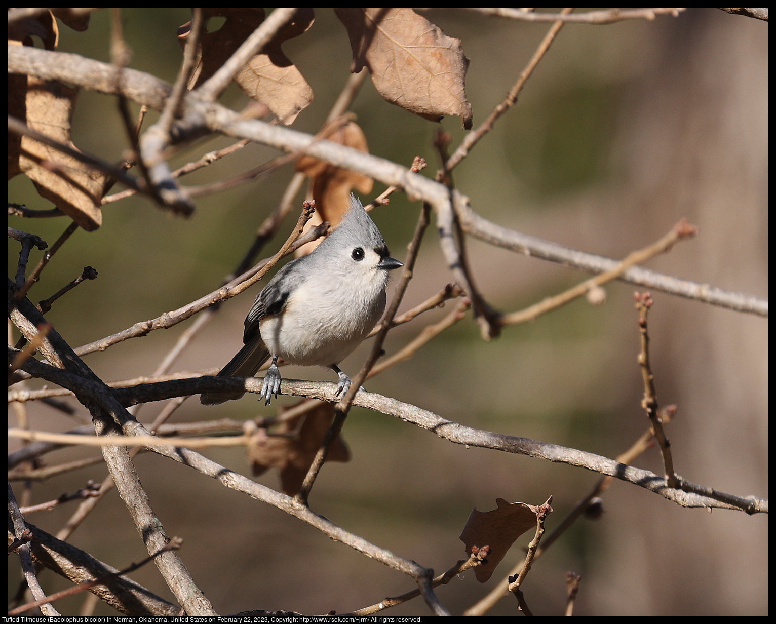 Tufted Titmouse (Baeolophus bicolor) in Norman, Oklahoma, United States on February 22, 2023