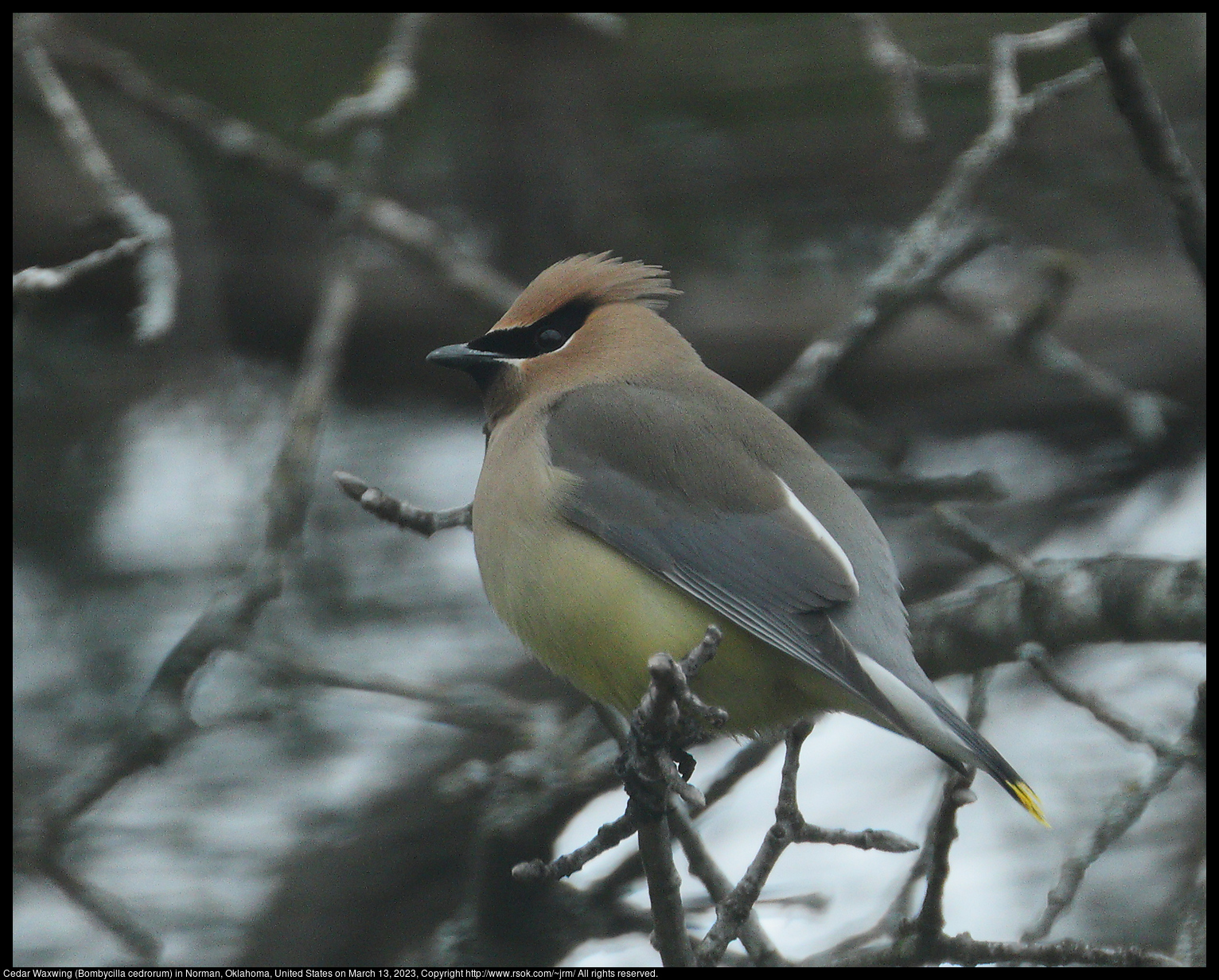 Cedar Waxwing (Bombycilla cedrorum) in Norman, Oklahoma, United States on March 13, 2023