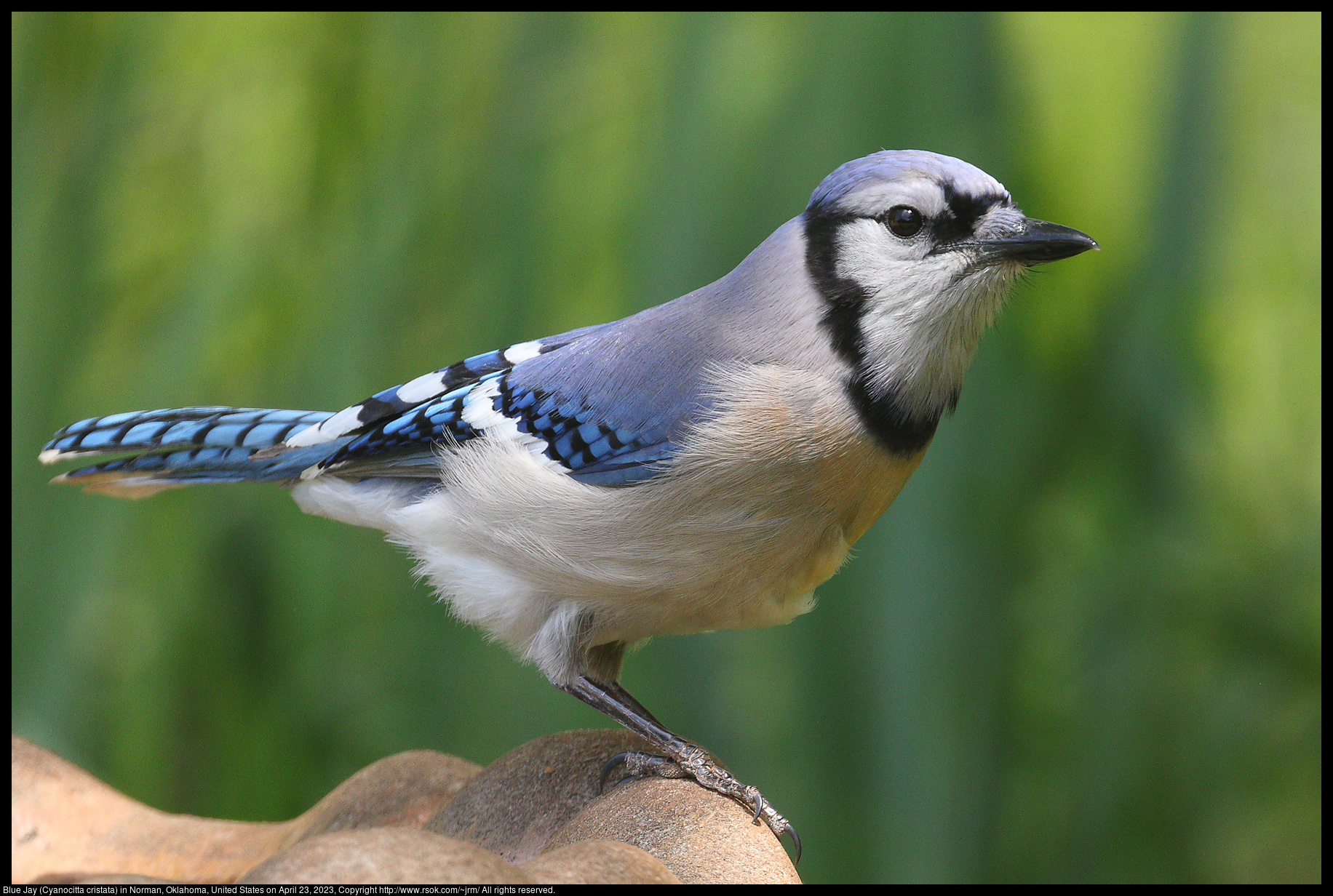 Blue Jay (Cyanocitta cristata) in Norman, Oklahoma, United States on April 23, 2023