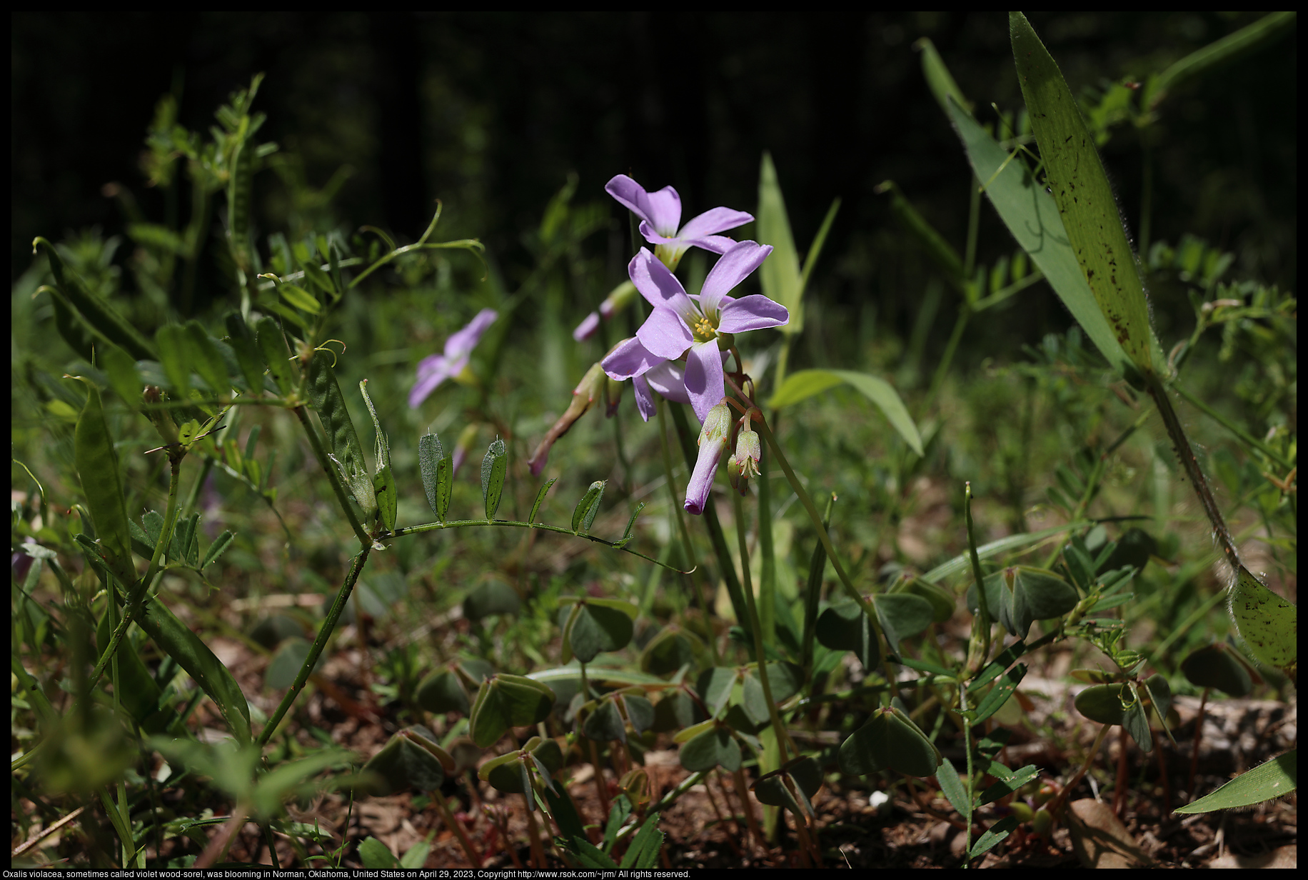 Oxalis violacea, sometimes called violet wood-sorel, was blooming in Norman, Oklahoma, United States on April 29, 2023