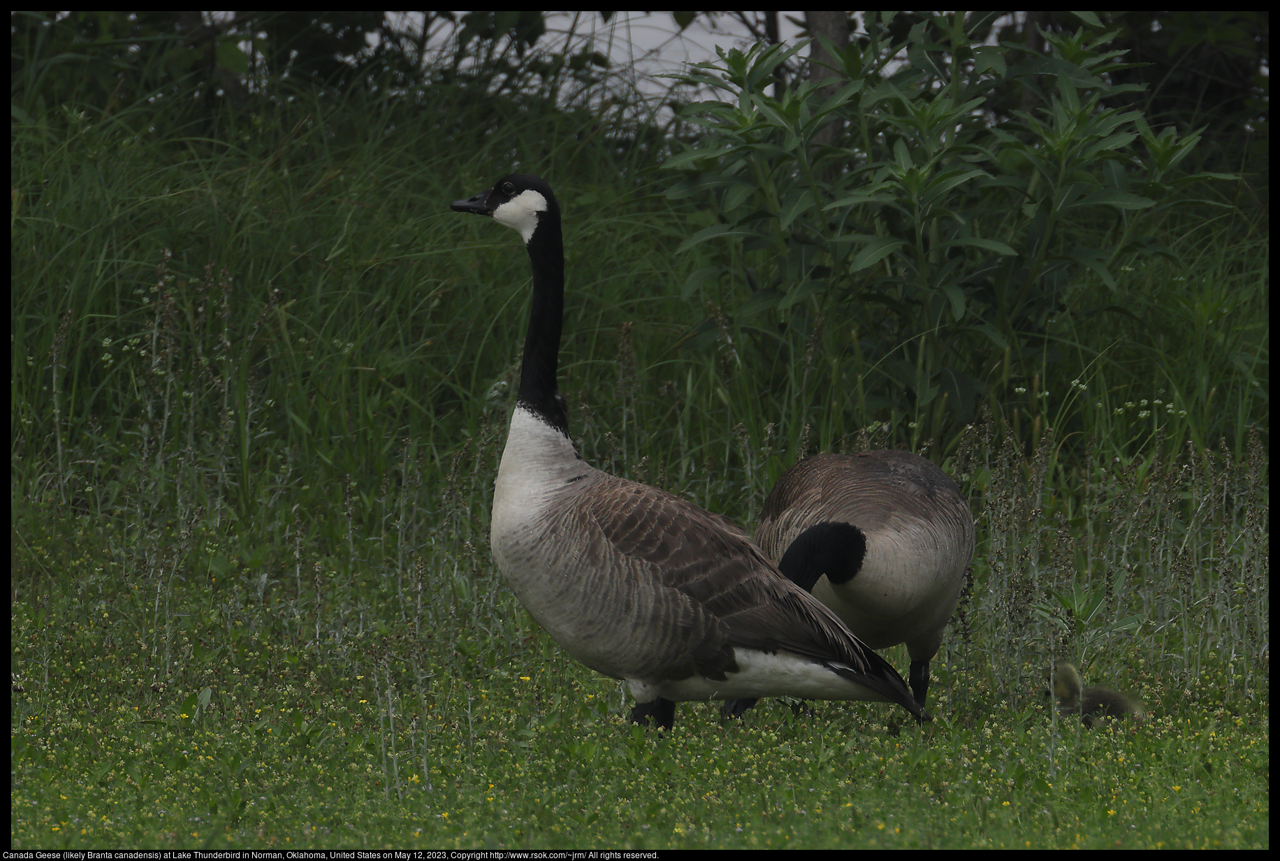 Canada Geese (likely Branta canadensis) at Lake Thunderbird in Norman, Oklahoma, United States on May 12, 2023